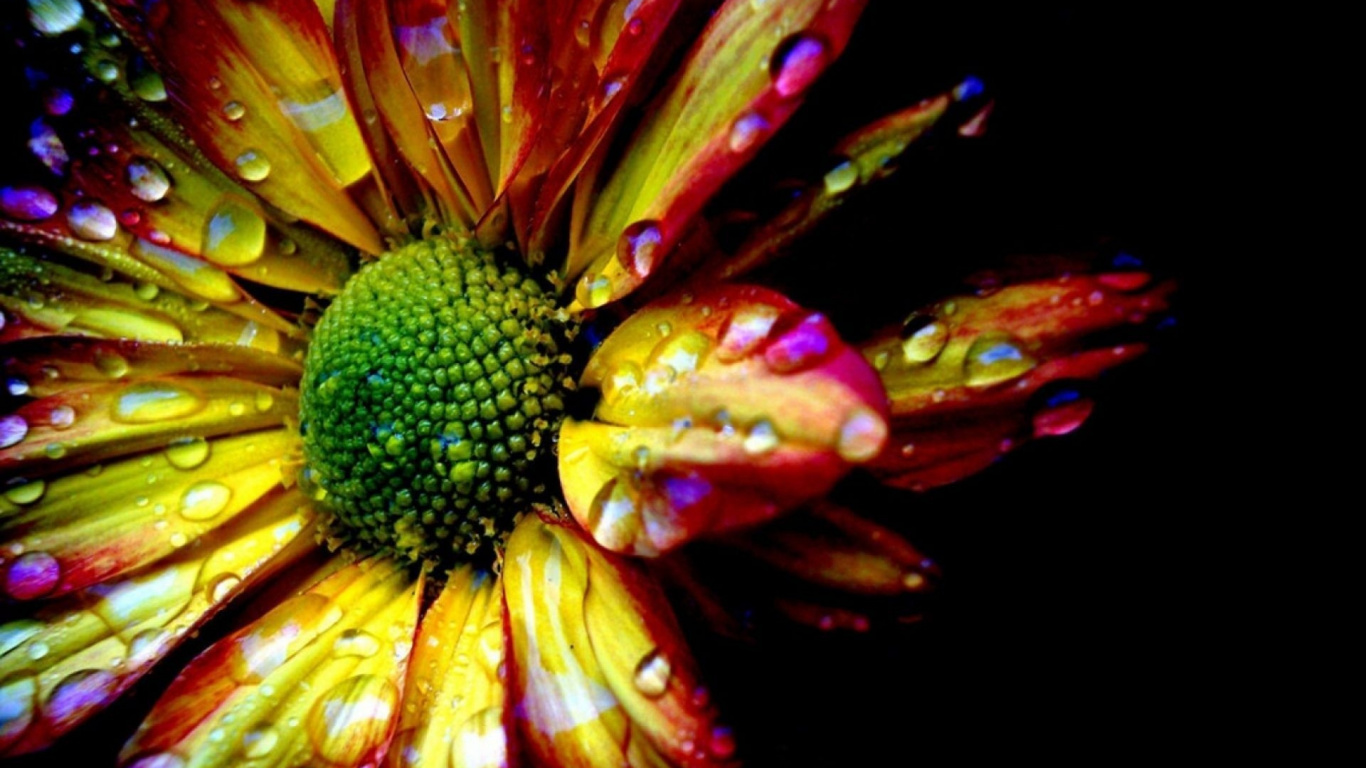 Rote Und Gelbe Blume in Der Makrofotografie. Wallpaper in 1366x768 Resolution