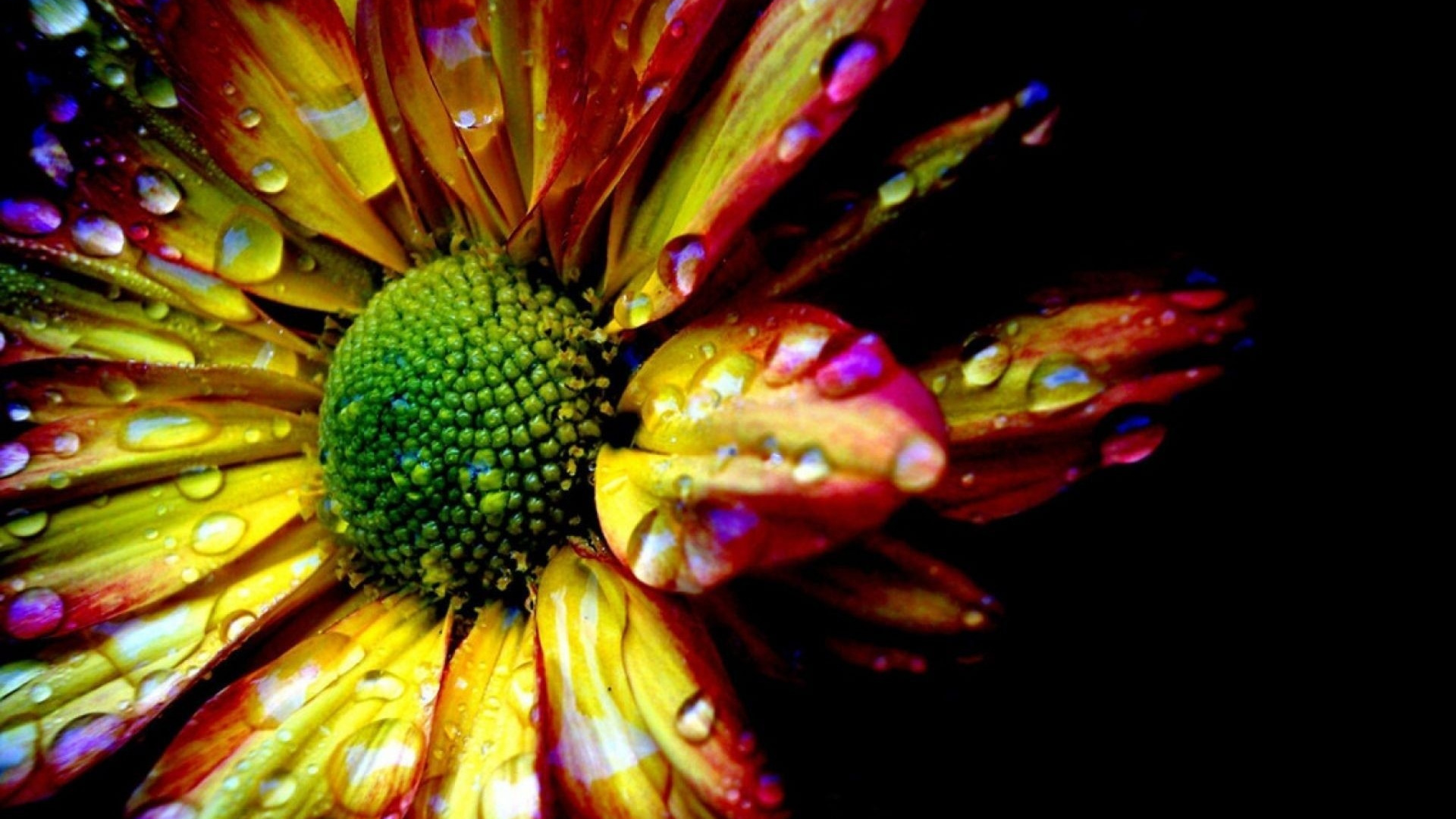 Red and Yellow Flower in Macro Photography. Wallpaper in 1920x1080 Resolution