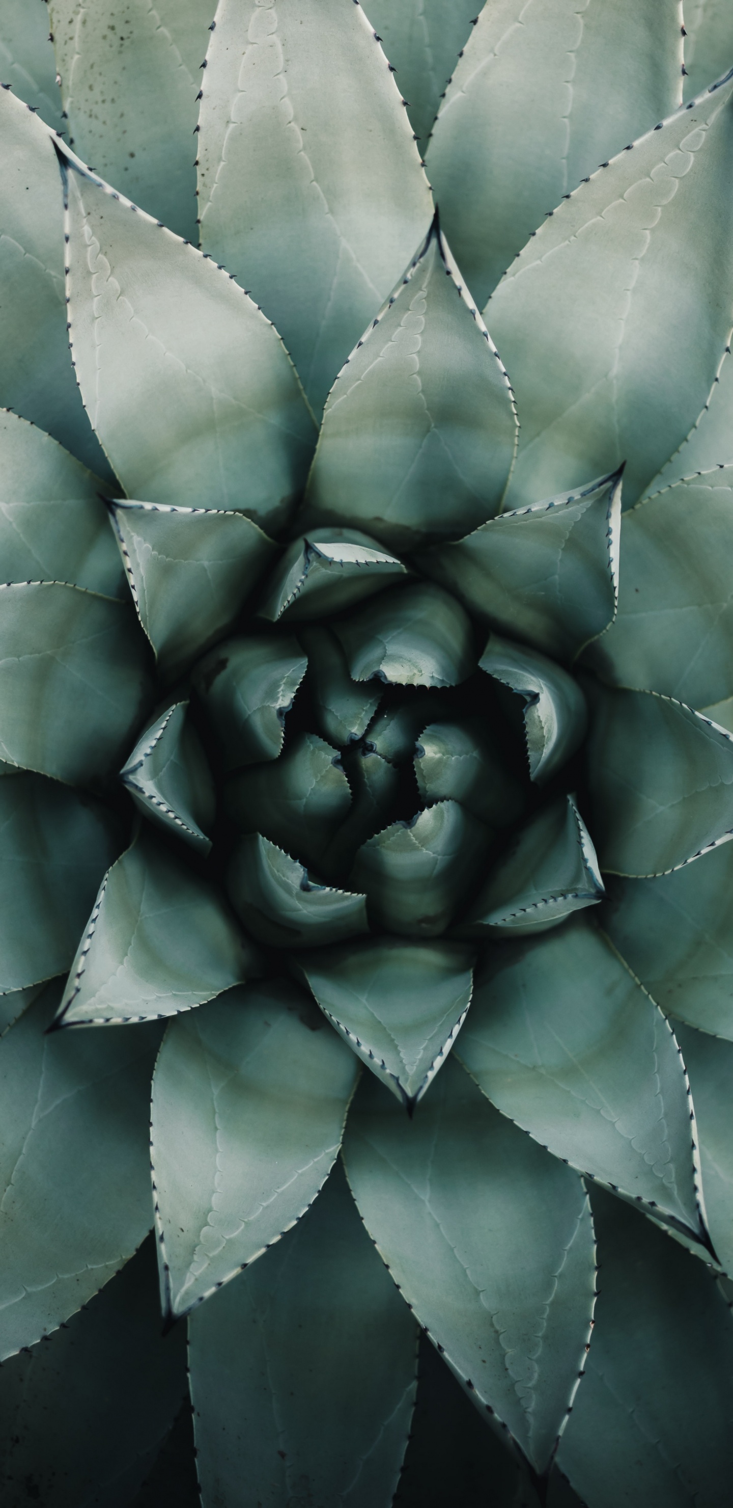 绿色的, 食品, 肉质植物, 工厂 壁纸 1440x2960 允许