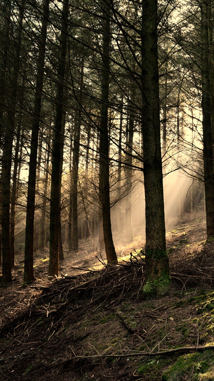Arbres Bruns Sur la Forêt Pendant la Journée. Wallpaper in 720x1280 Resolution