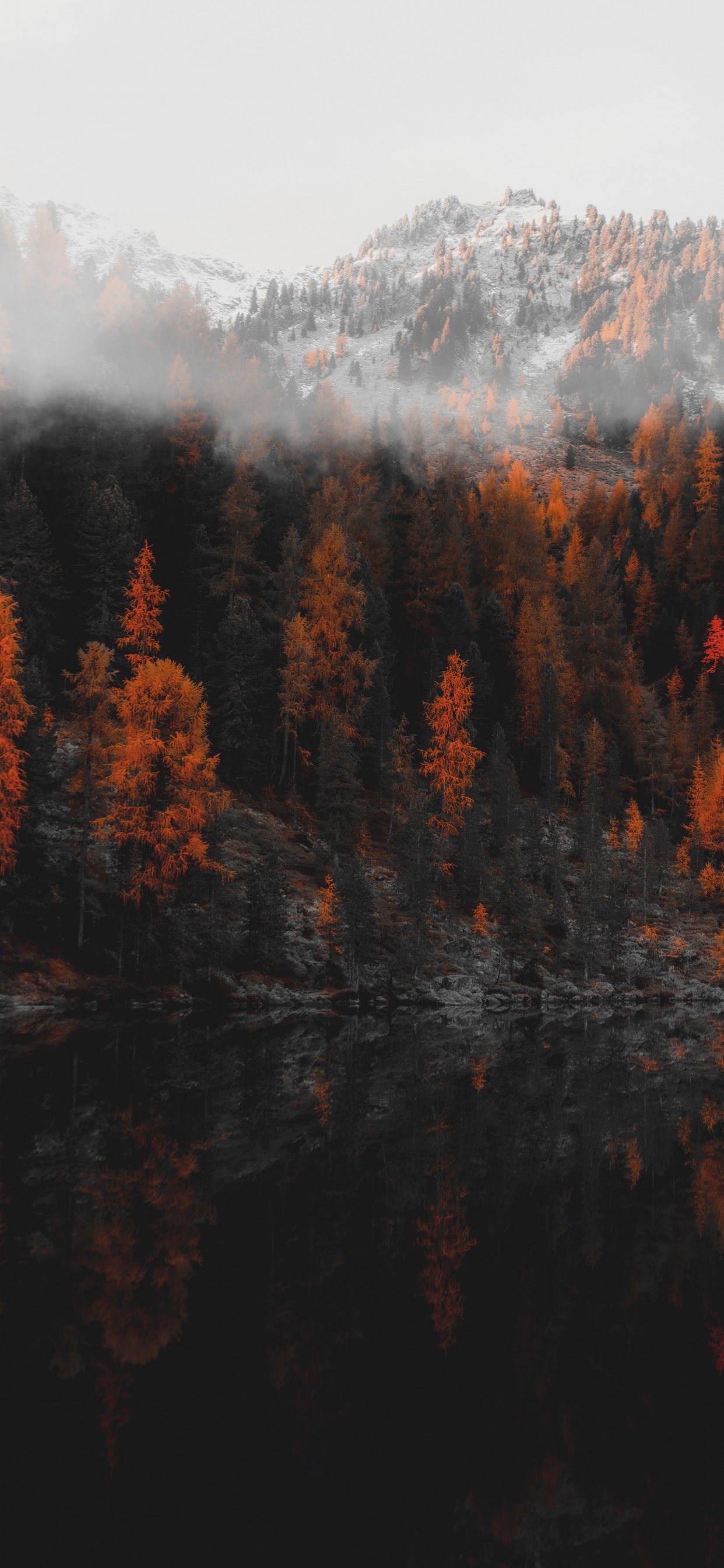 Reflexion, Natur, Baum, Wildnis, Blatt. Wallpaper in 1242x2688 Resolution