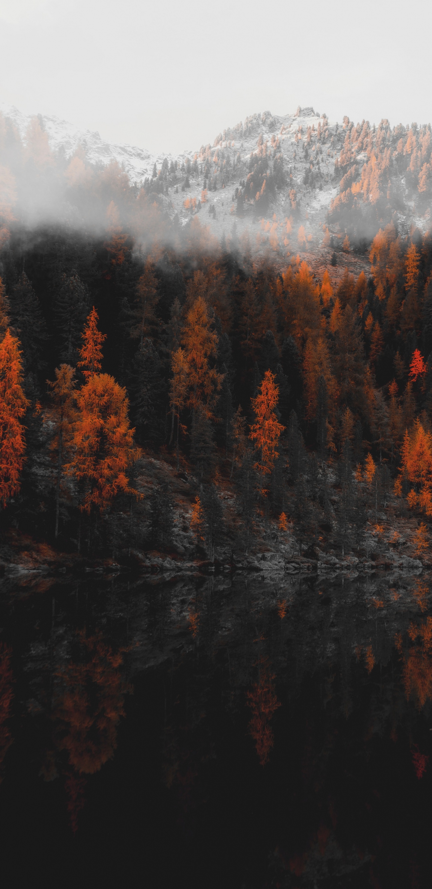 Reflexion, Natur, Baum, Wildnis, Blatt. Wallpaper in 1440x2960 Resolution