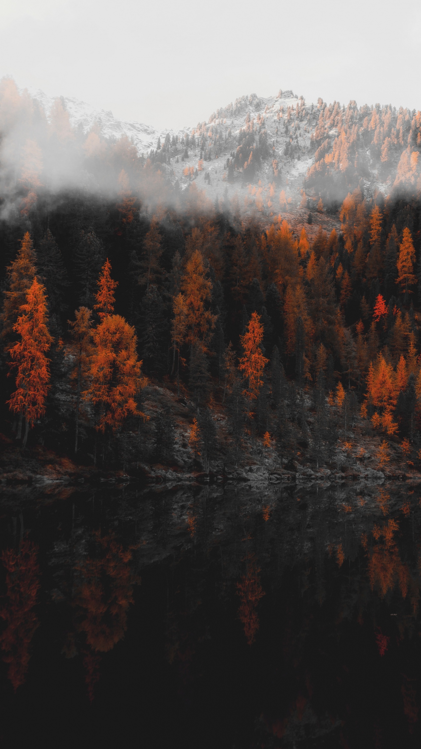 Reflection, Nature, Tree, Wilderness, Leaf. Wallpaper in 1440x2560 Resolution