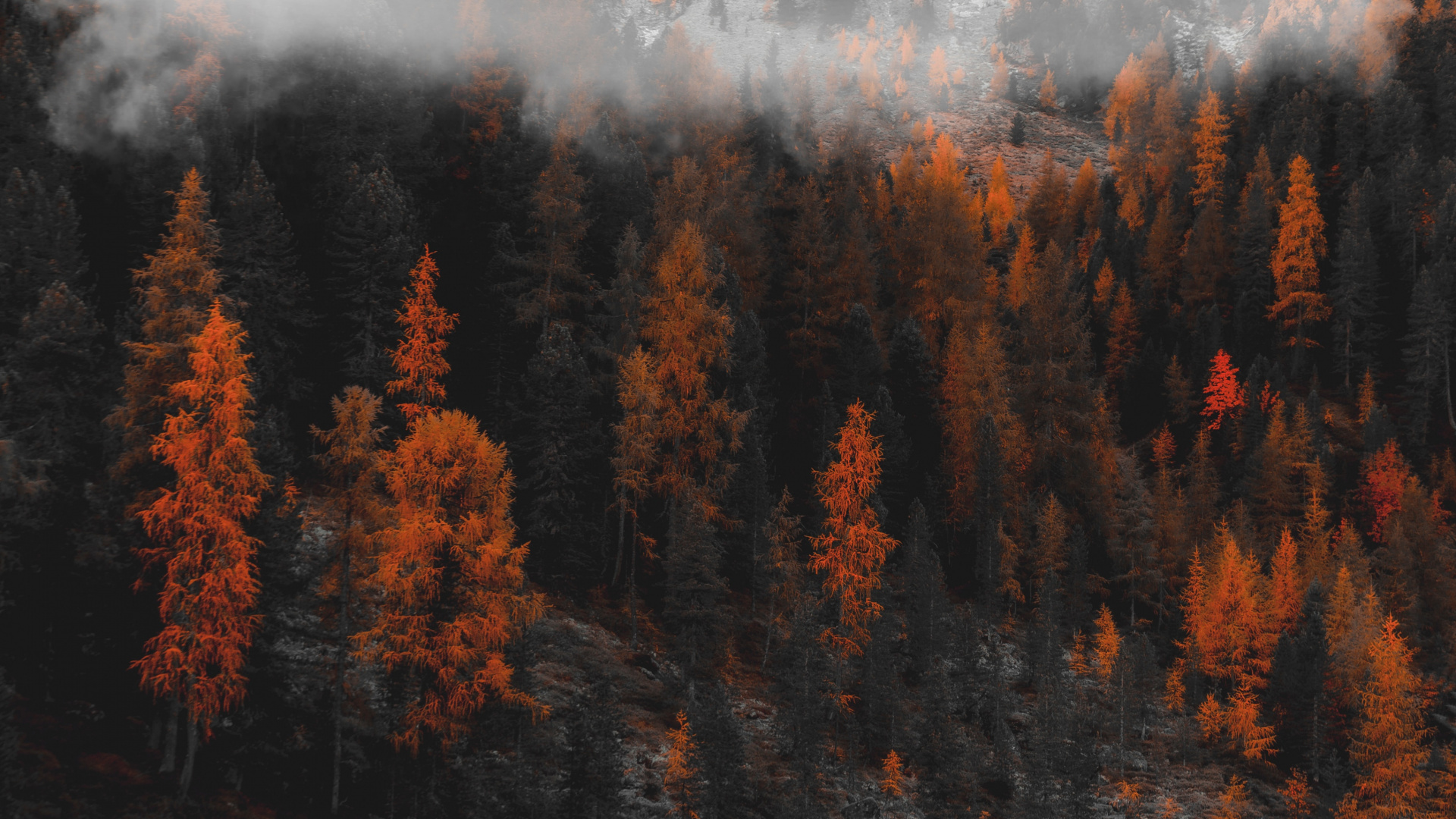 Reflection, Nature, Tree, Wilderness, Leaf. Wallpaper in 1920x1080 Resolution