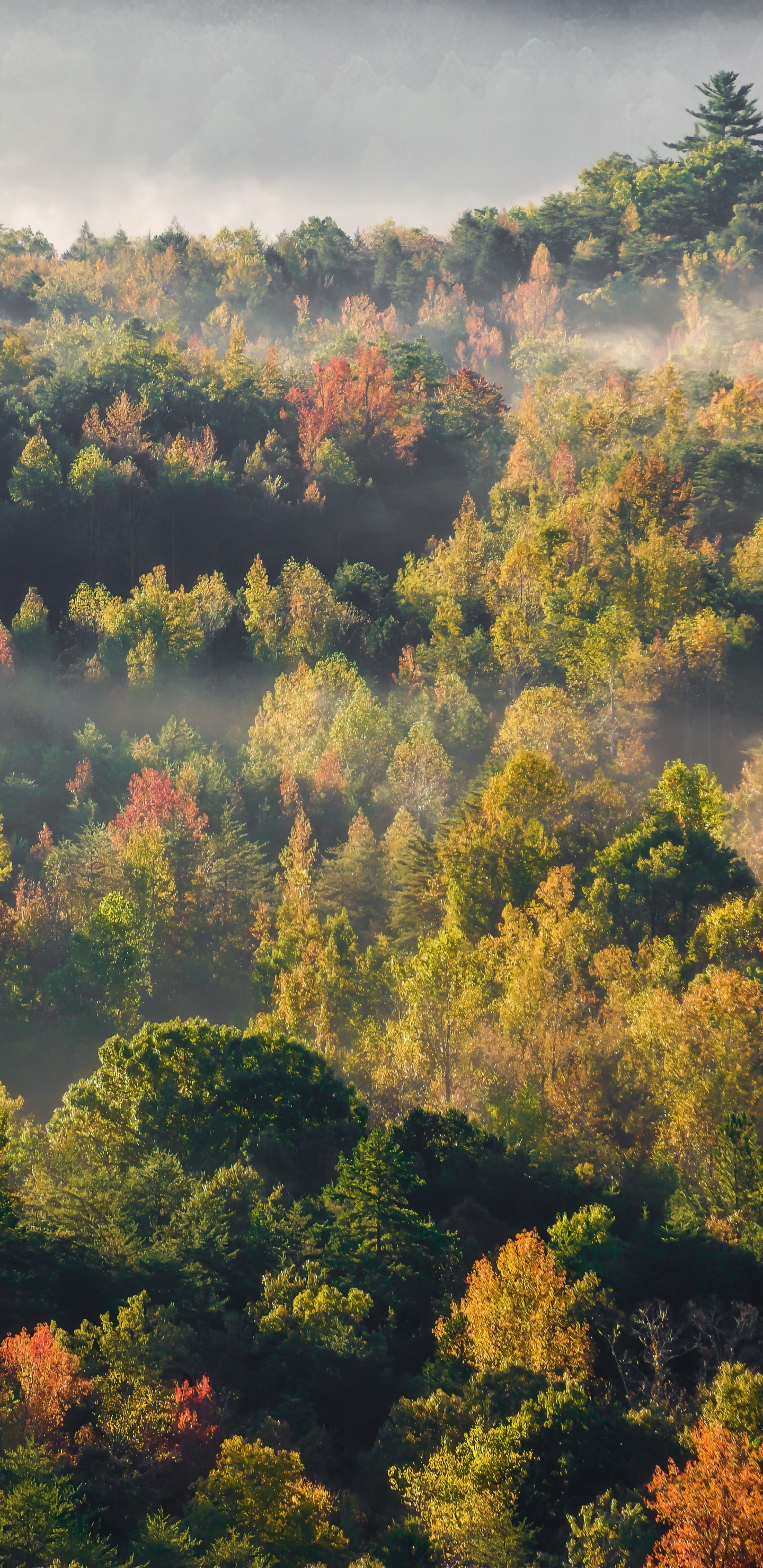 Natur, Cloud, Naturlandschaft, Lärche, Baum. Wallpaper in 1440x2960 Resolution