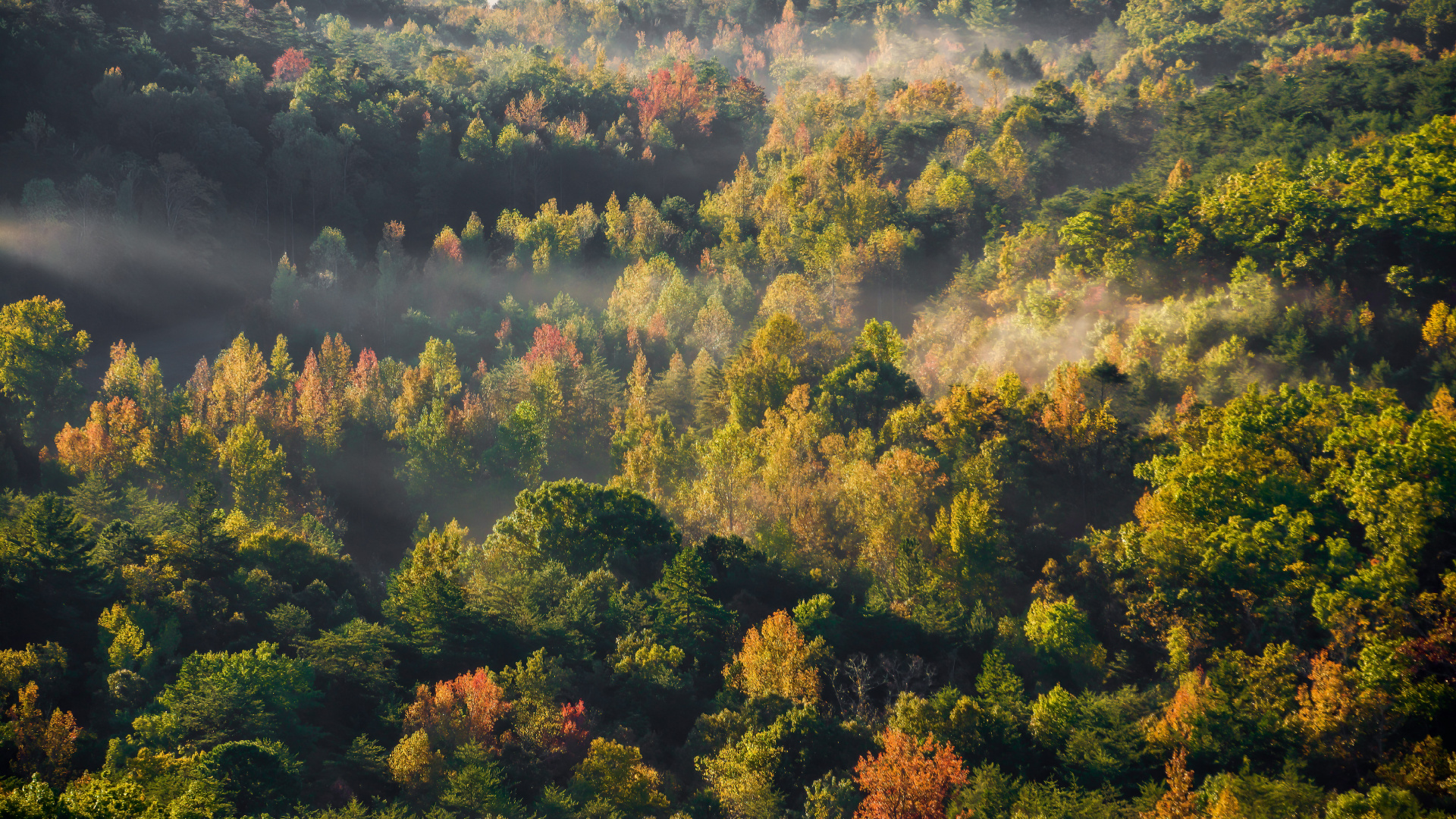 Natur, Cloud, Naturlandschaft, Lärche, Baum. Wallpaper in 1920x1080 Resolution
