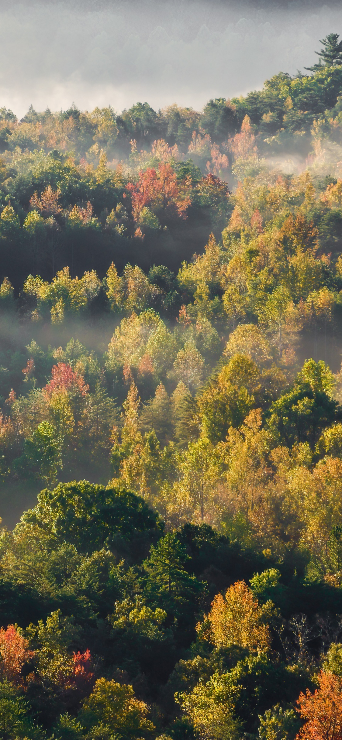 Naturaleza, Paisaje Natural, Alerce, Mañana, Las Formaciones Montañosas. Wallpaper in 1125x2436 Resolution