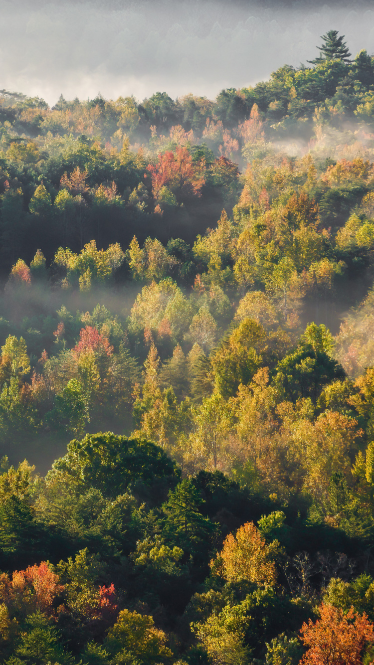 Naturaleza, Paisaje Natural, Alerce, Mañana, Las Formaciones Montañosas. Wallpaper in 750x1334 Resolution