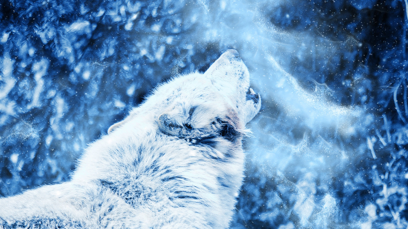 Loup Noir et Brun Sur le Terrain D'herbe Brune Pendant la Journée. Wallpaper in 1366x768 Resolution