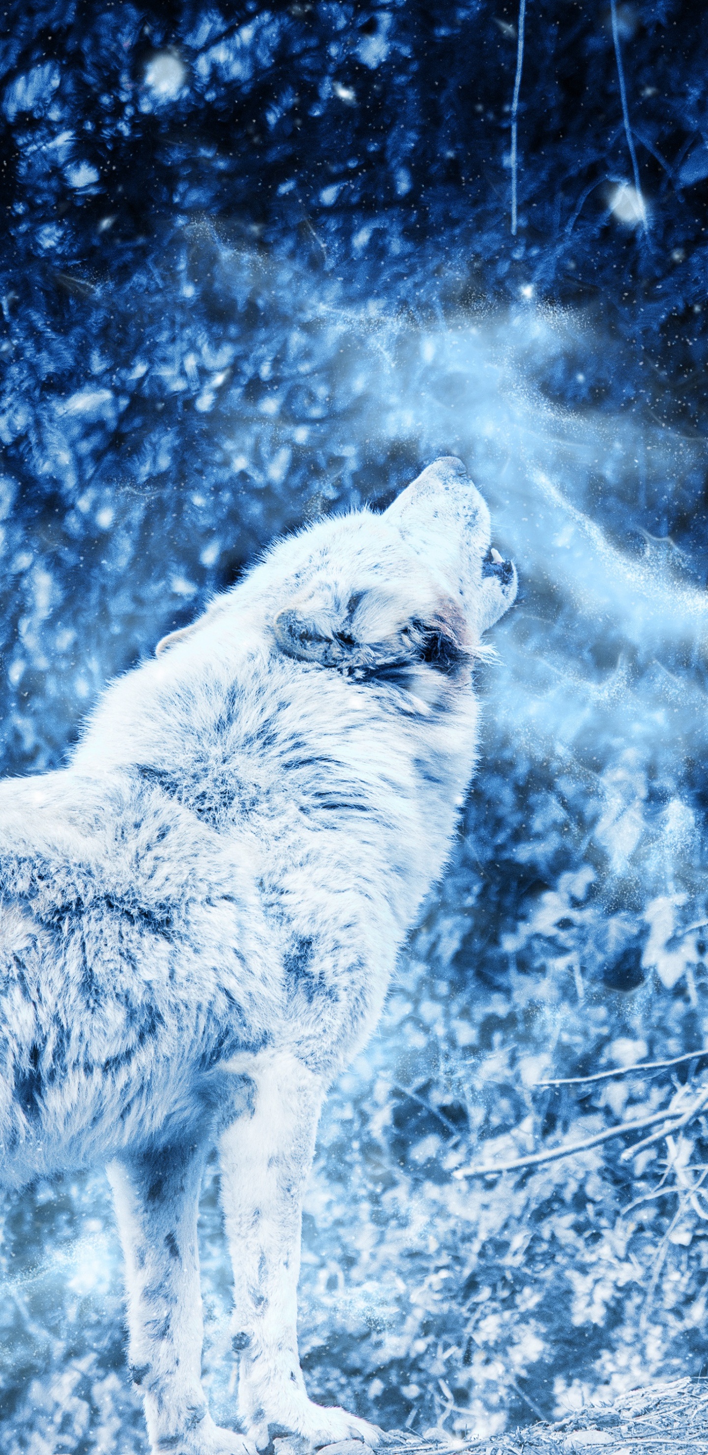 Loup Noir et Brun Sur le Terrain D'herbe Brune Pendant la Journée. Wallpaper in 1440x2960 Resolution