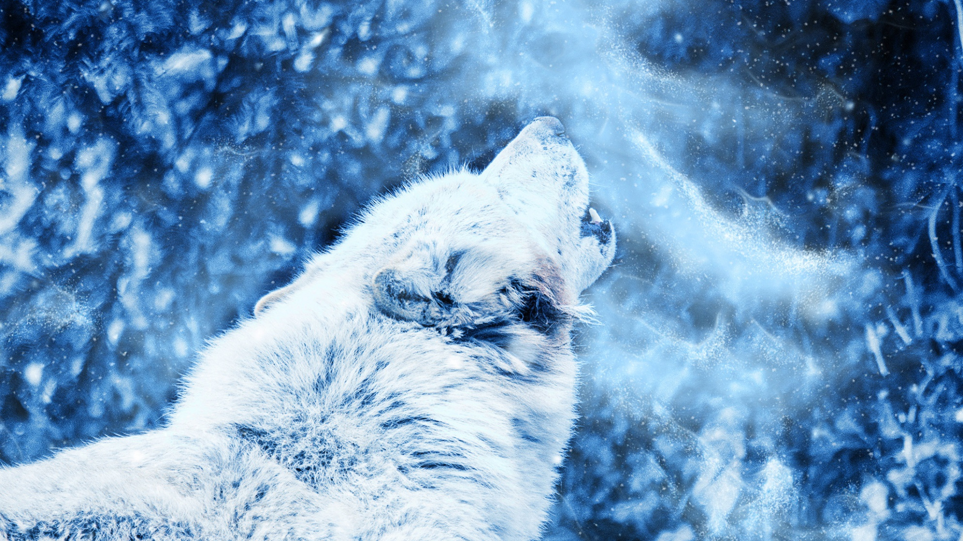 Loup Noir et Brun Sur le Terrain D'herbe Brune Pendant la Journée. Wallpaper in 1920x1080 Resolution