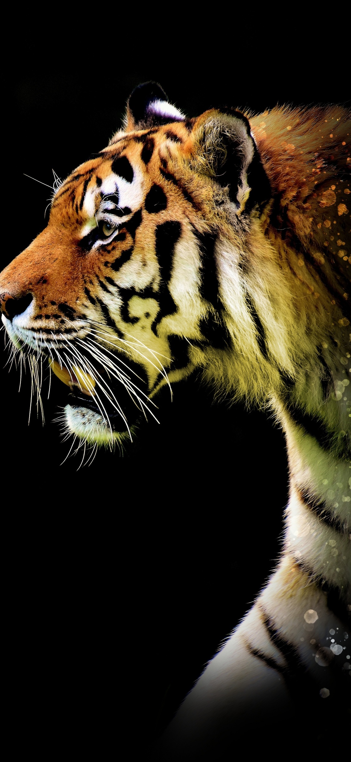 Brown and Black Tiger Illustration. Wallpaper in 1125x2436 Resolution