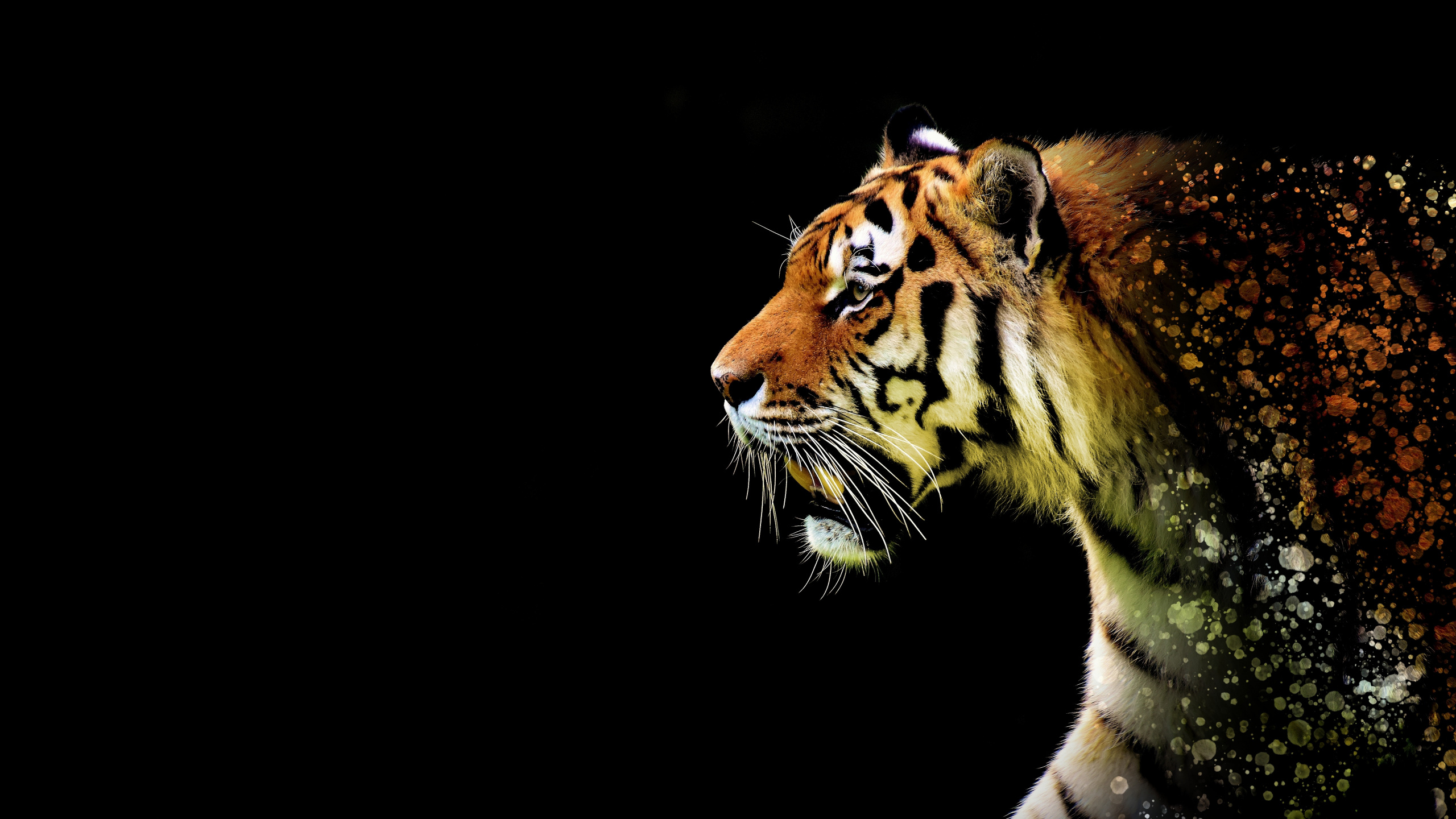 Abbildung Des Braunen Und Schwarzen Tigers. Wallpaper in 2560x1440 Resolution