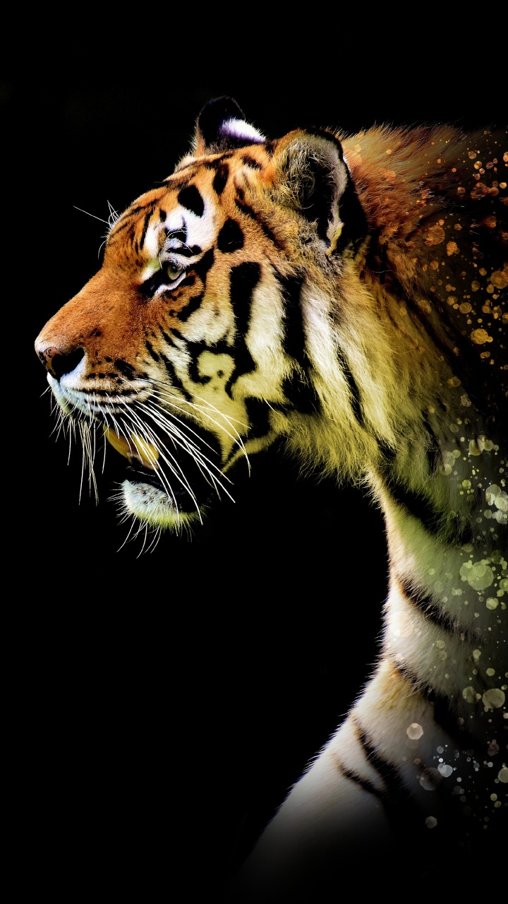 Ilustración de Tigre Marrón y Negro. Wallpaper in 720x1280 Resolution