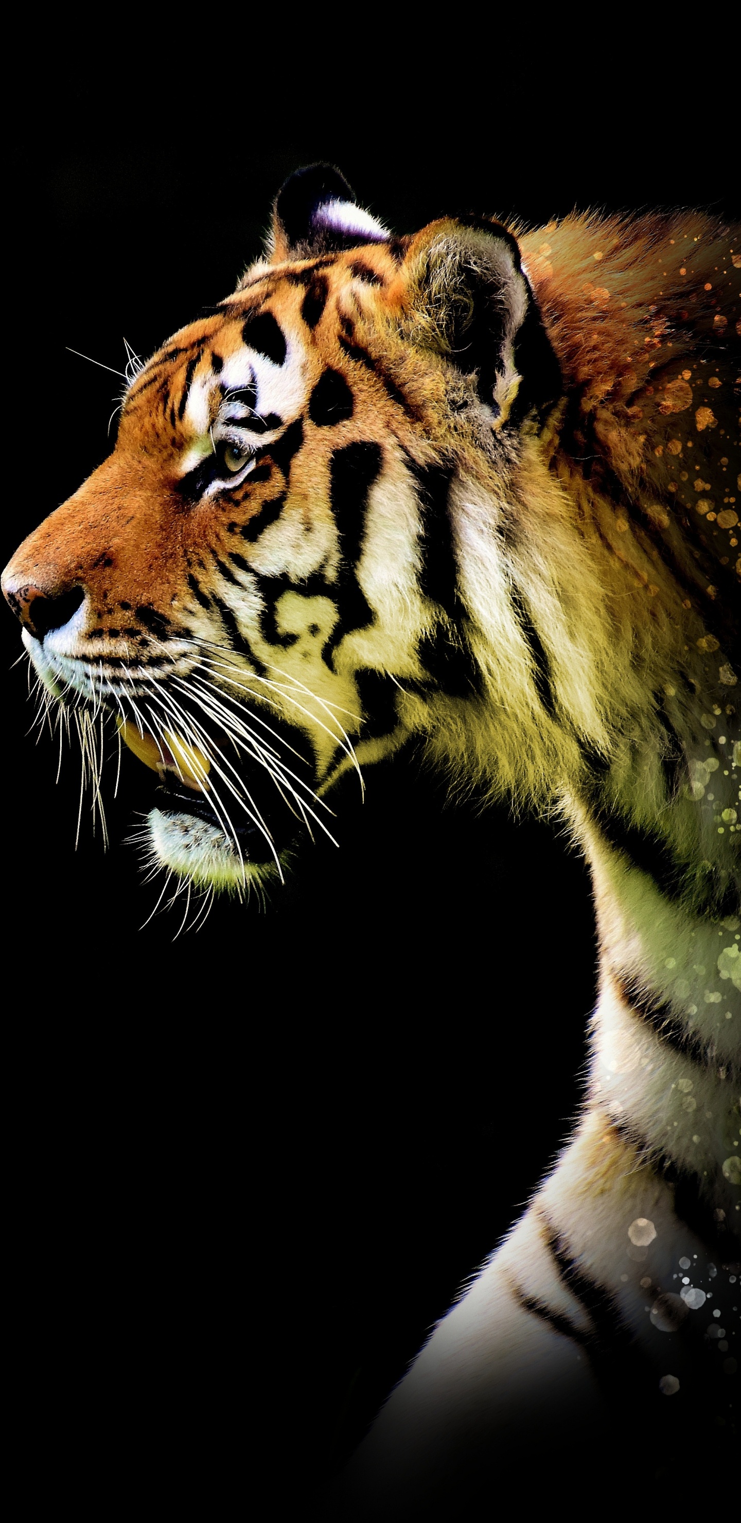 Illustration de Tigre Brun et Noir. Wallpaper in 1440x2960 Resolution