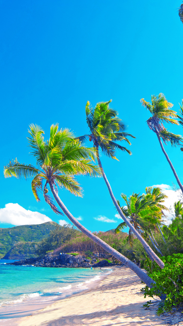 Palmeras Verdes Cerca Del Cuerpo de Agua Durante el Día.. Wallpaper in 750x1334 Resolution