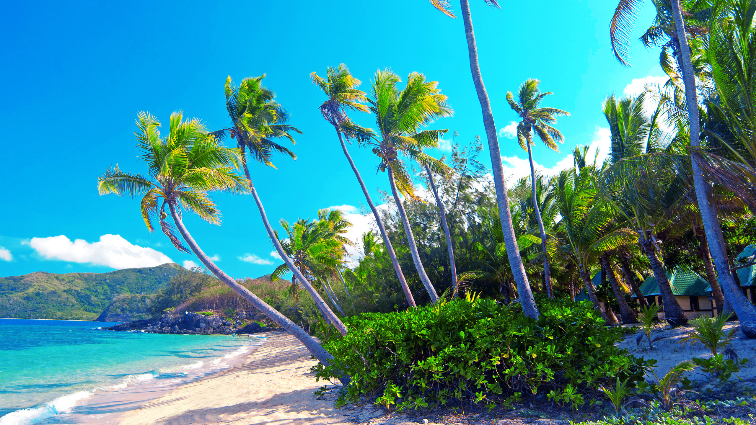 Tagsüber Grüne Palmen in Der Nähe Von Gewässern. Wallpaper in 2560x1440 Resolution