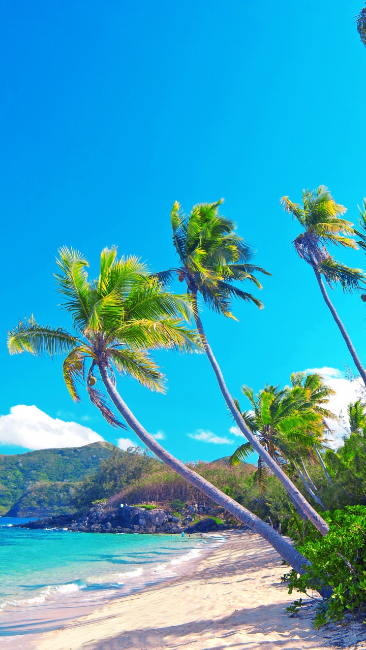 Palmiers Verts Près D'un Plan D'eau Pendant la Journée. Wallpaper in 720x1280 Resolution