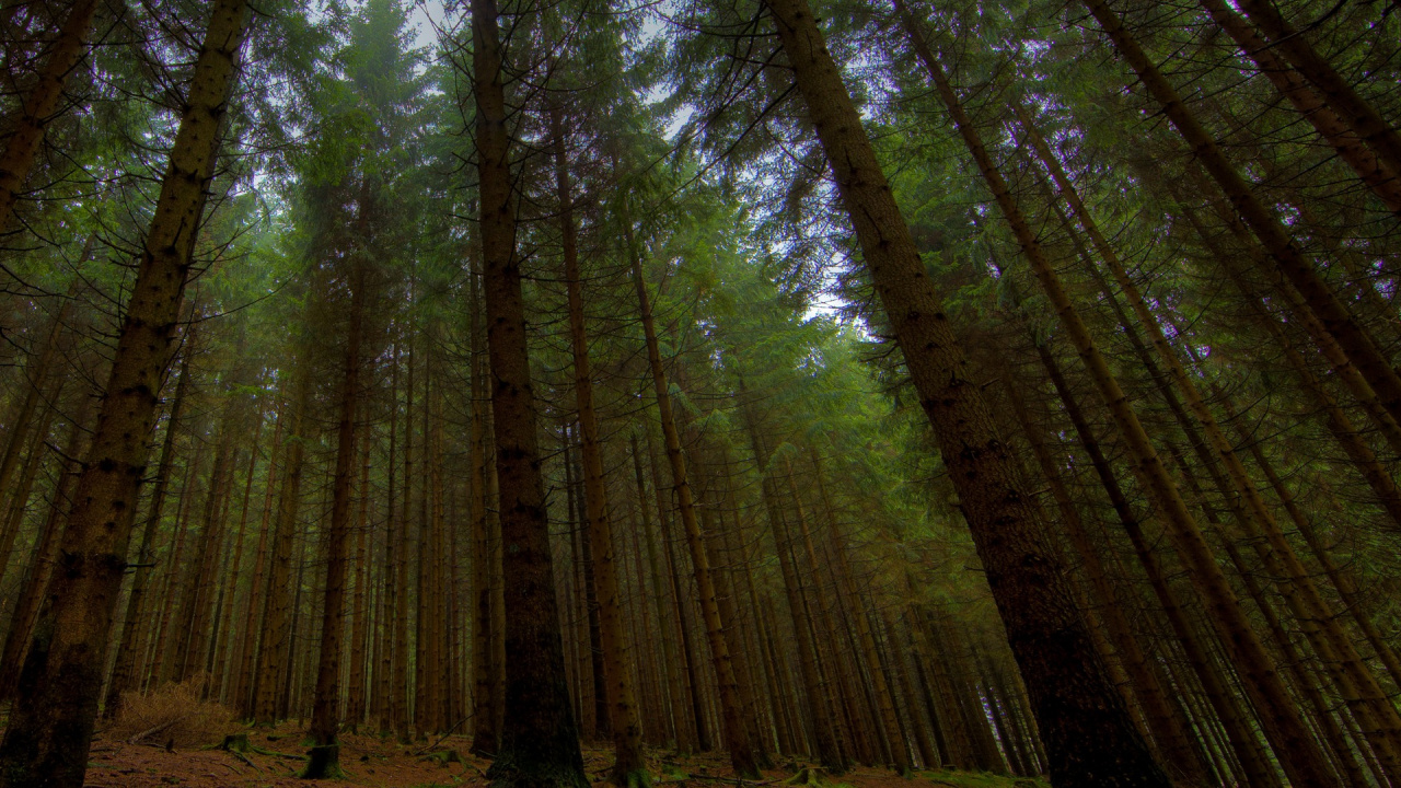 Green Trees on Brown Field During Daytime. Wallpaper in 1280x720 Resolution