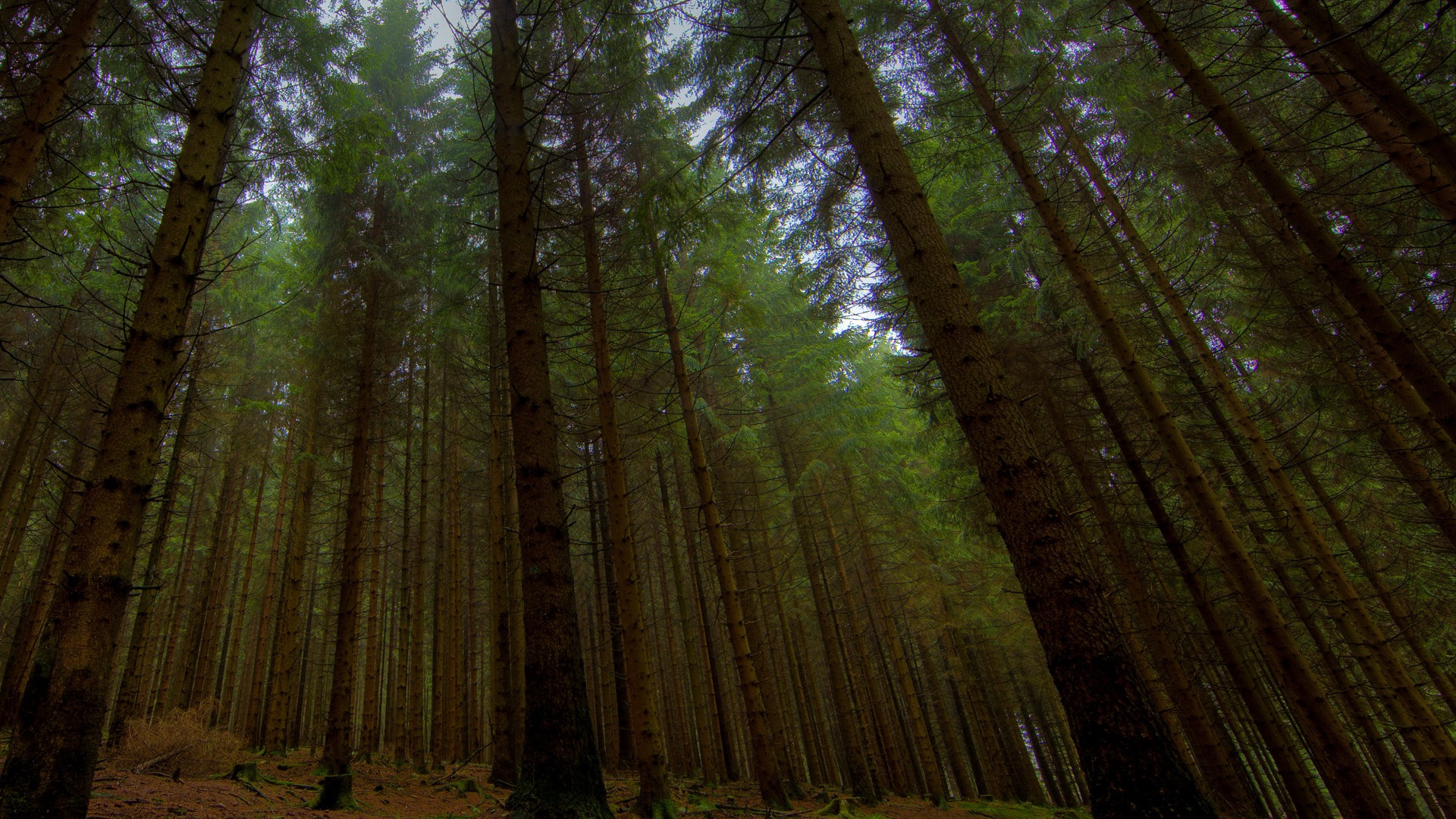 Green Trees on Brown Field During Daytime. Wallpaper in 1920x1080 Resolution