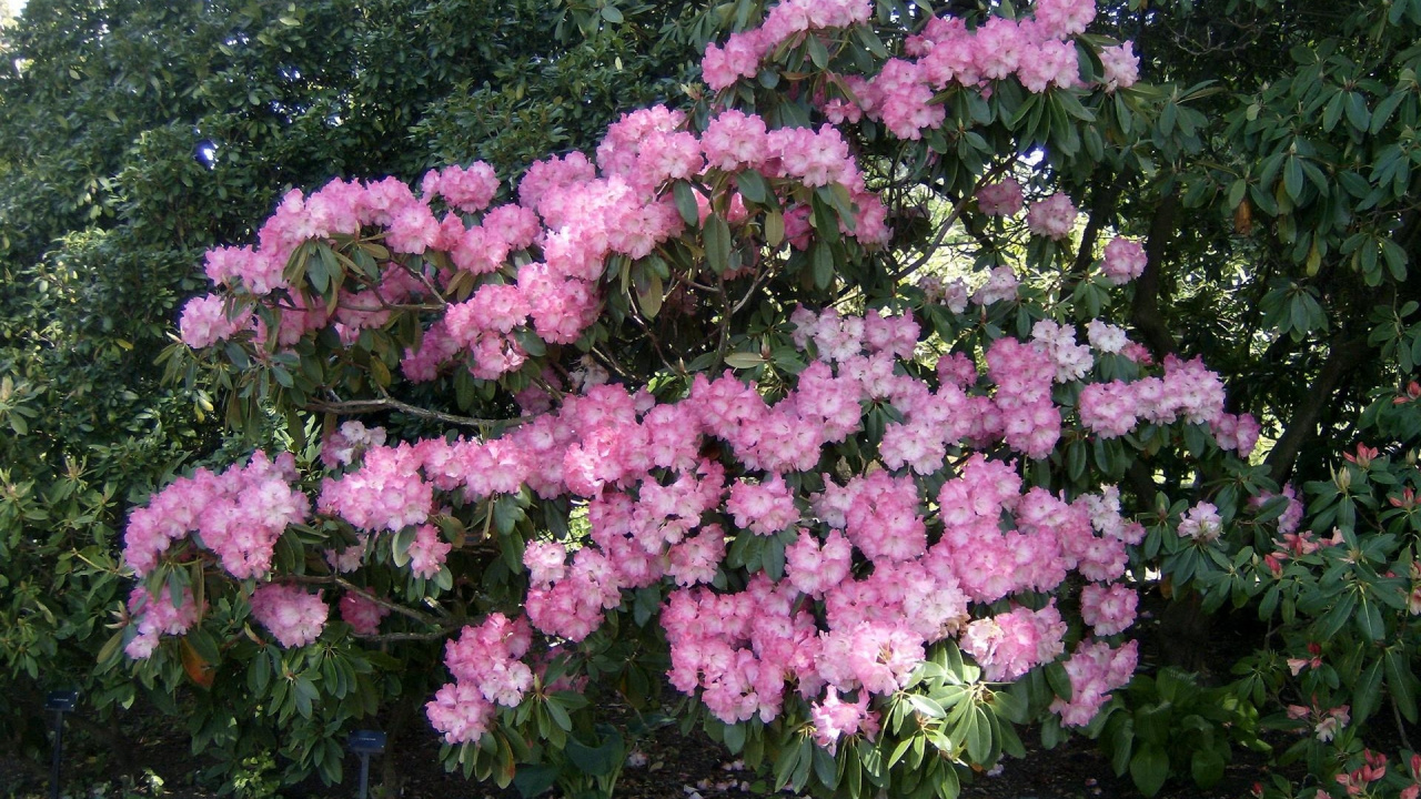 Fleurs Roses Avec Des Feuilles Vertes. Wallpaper in 1280x720 Resolution