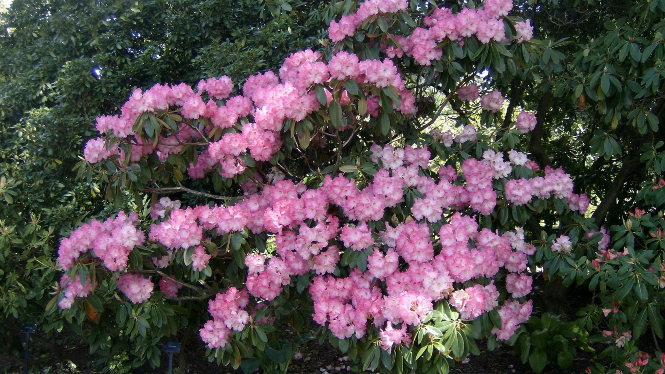 Rosa Blüten Mit Grünen Blättern. Wallpaper in 1366x768 Resolution