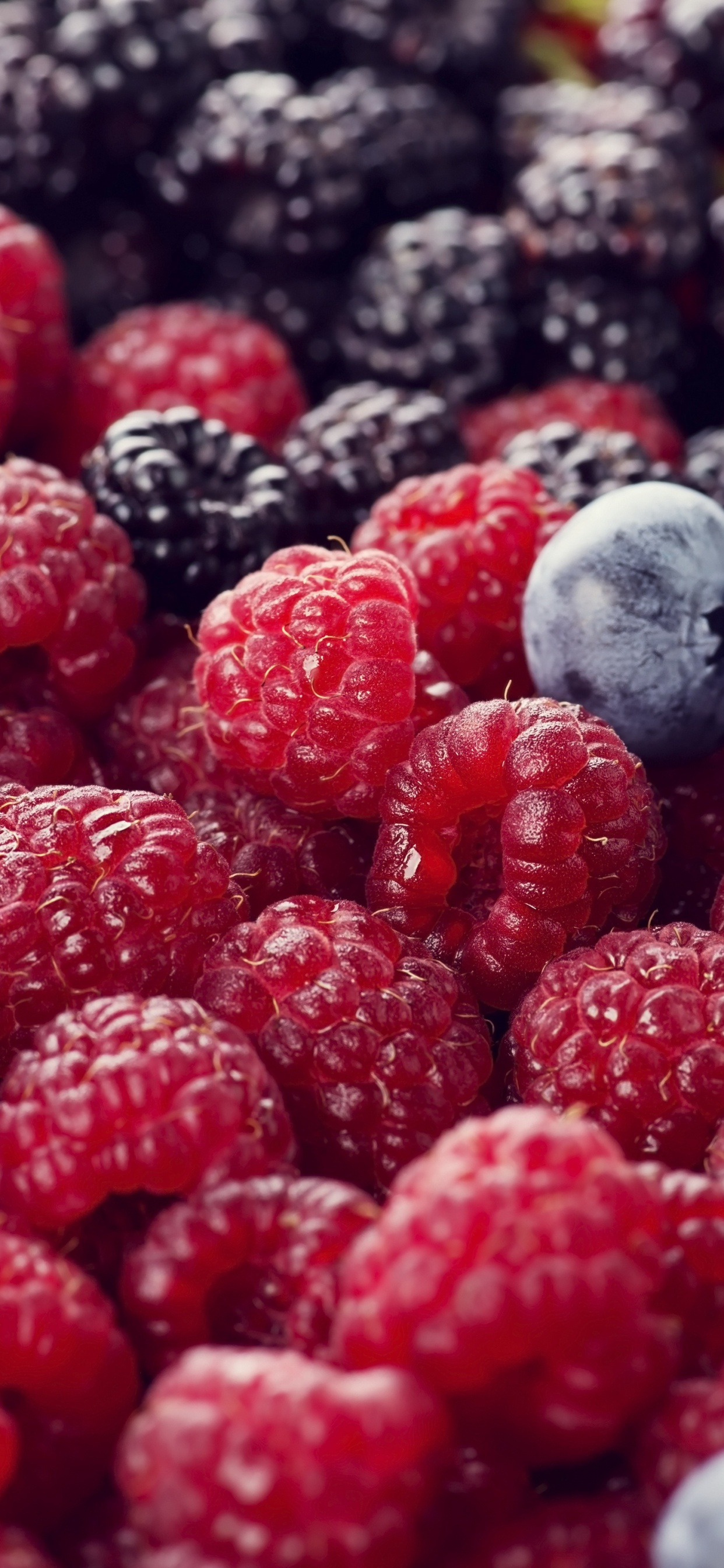 Berry, Blackberry, Himbeere, Blueberry, Rote Himbeere. Wallpaper in 1242x2688 Resolution