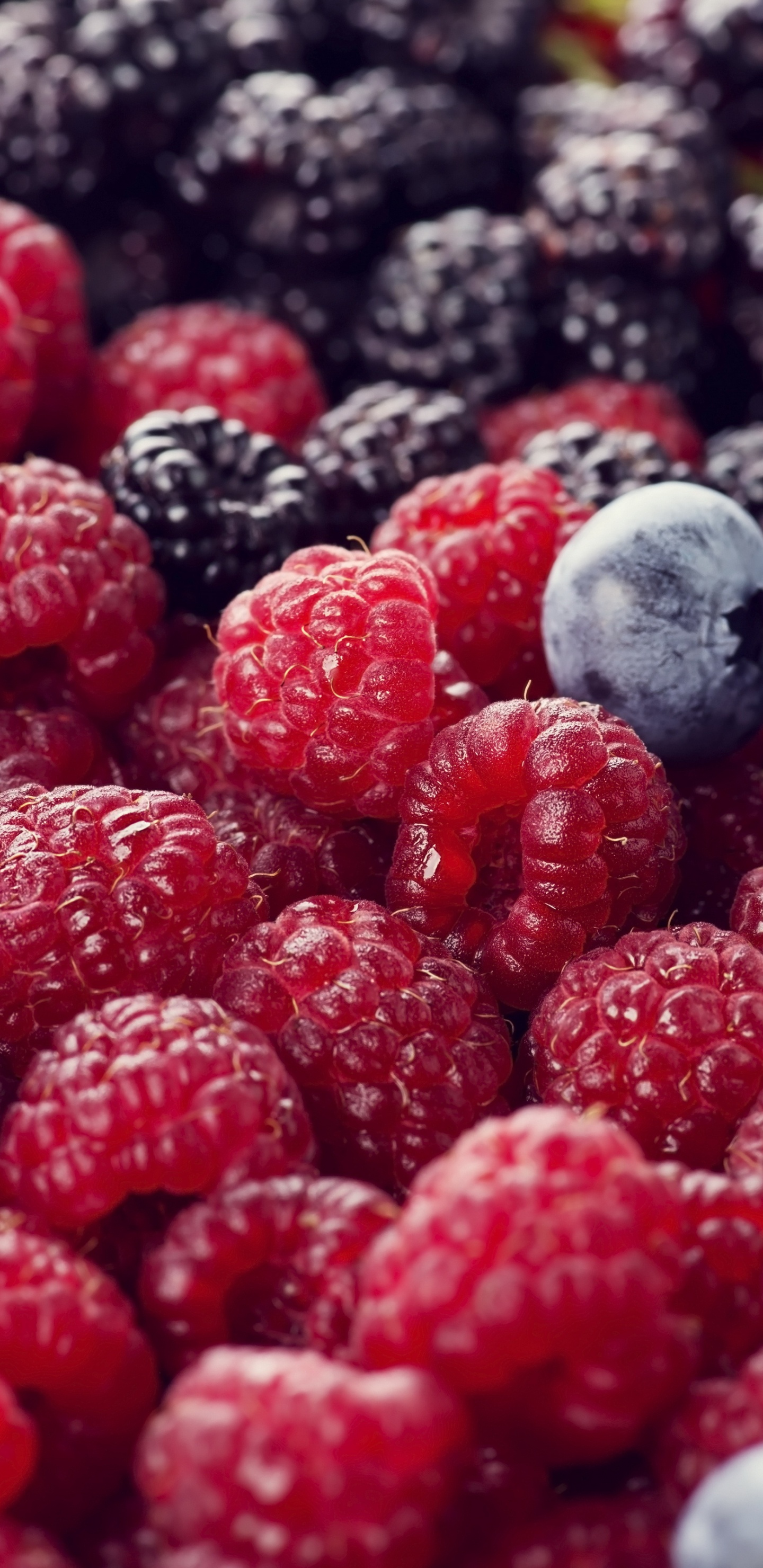 Blackberry, Framboise, Bleuet, Rouge Framboise, Fruits. Wallpaper in 1440x2960 Resolution