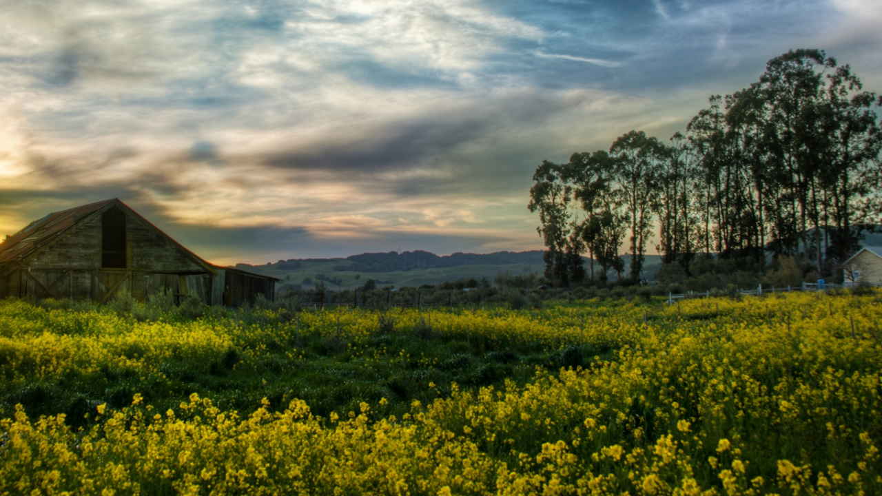 Champ de Fleurs Jaunes Près D'une Maison en Bois Marron Sous un Ciel Nuageux Pendant la Journée. Wallpaper in 1280x720 Resolution
