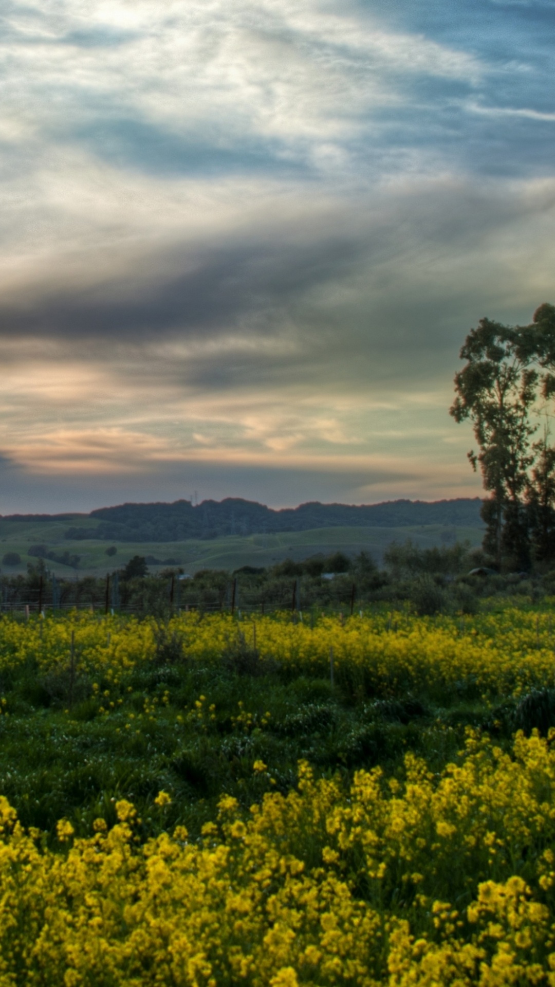 Yellow Flower Field Near Brown Wooden House Under Cloudy Sky During Daytime. Wallpaper in 1080x1920 Resolution
