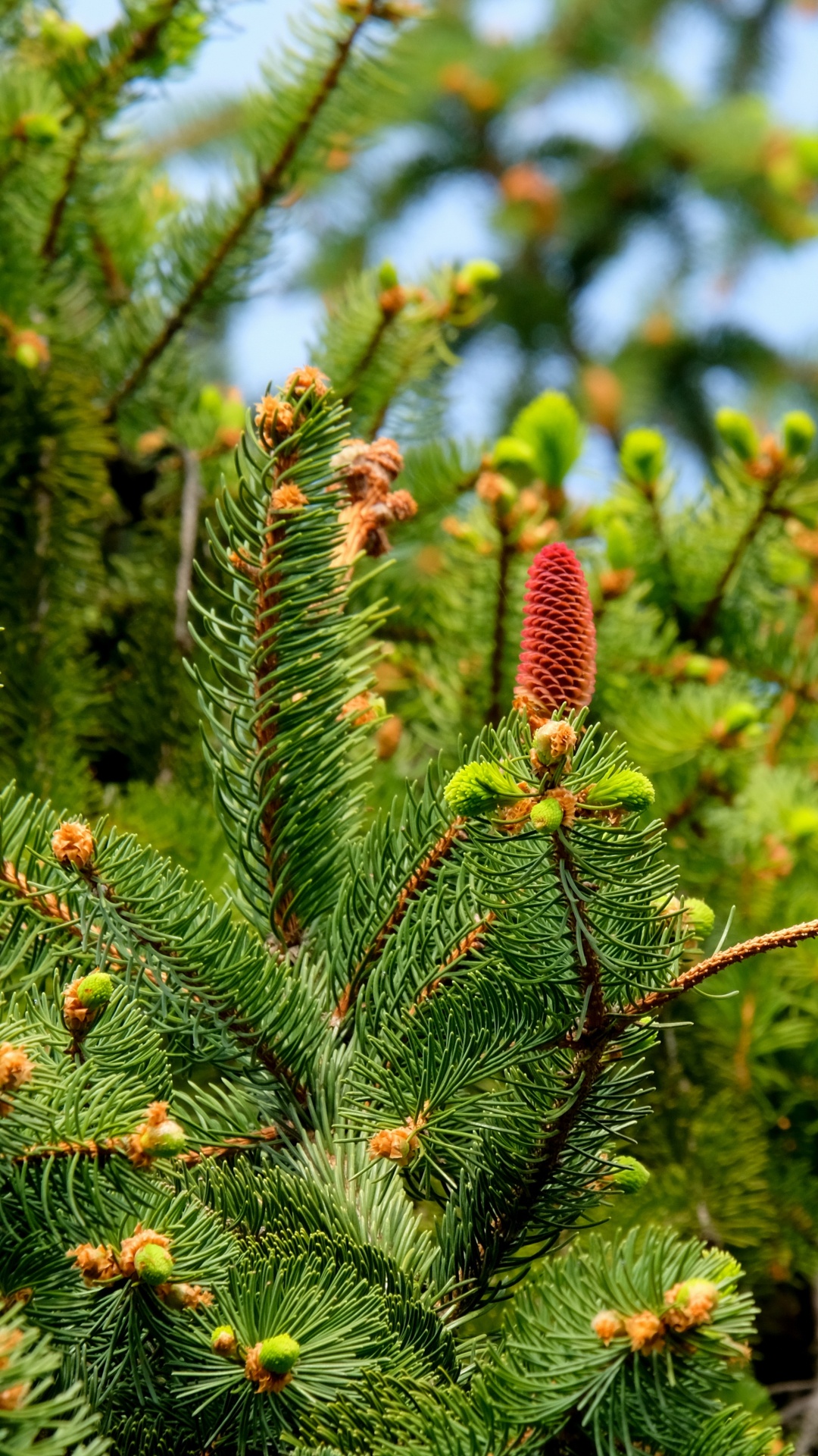 Green and Brown Plant During Daytime. Wallpaper in 1080x1920 Resolution