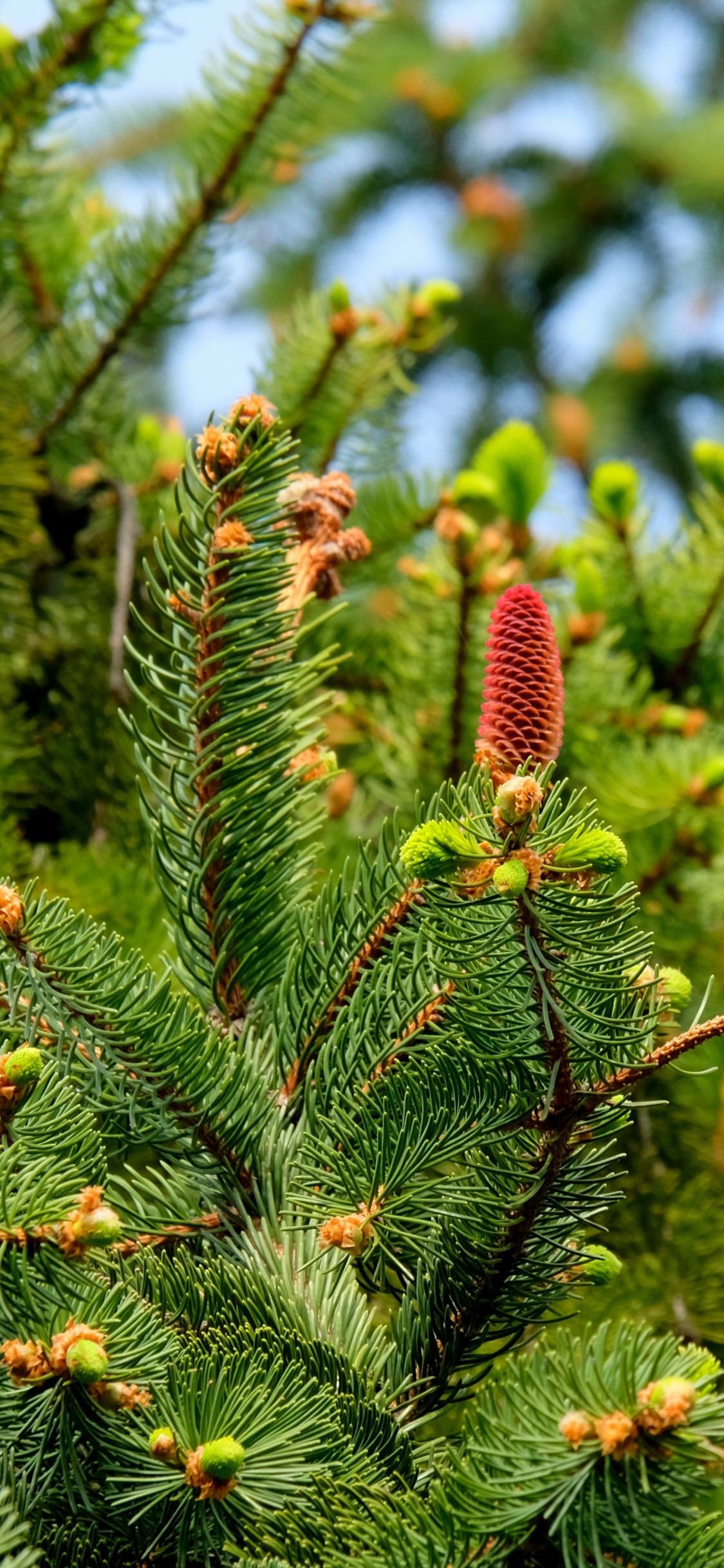 Green and Brown Plant During Daytime. Wallpaper in 1125x2436 Resolution