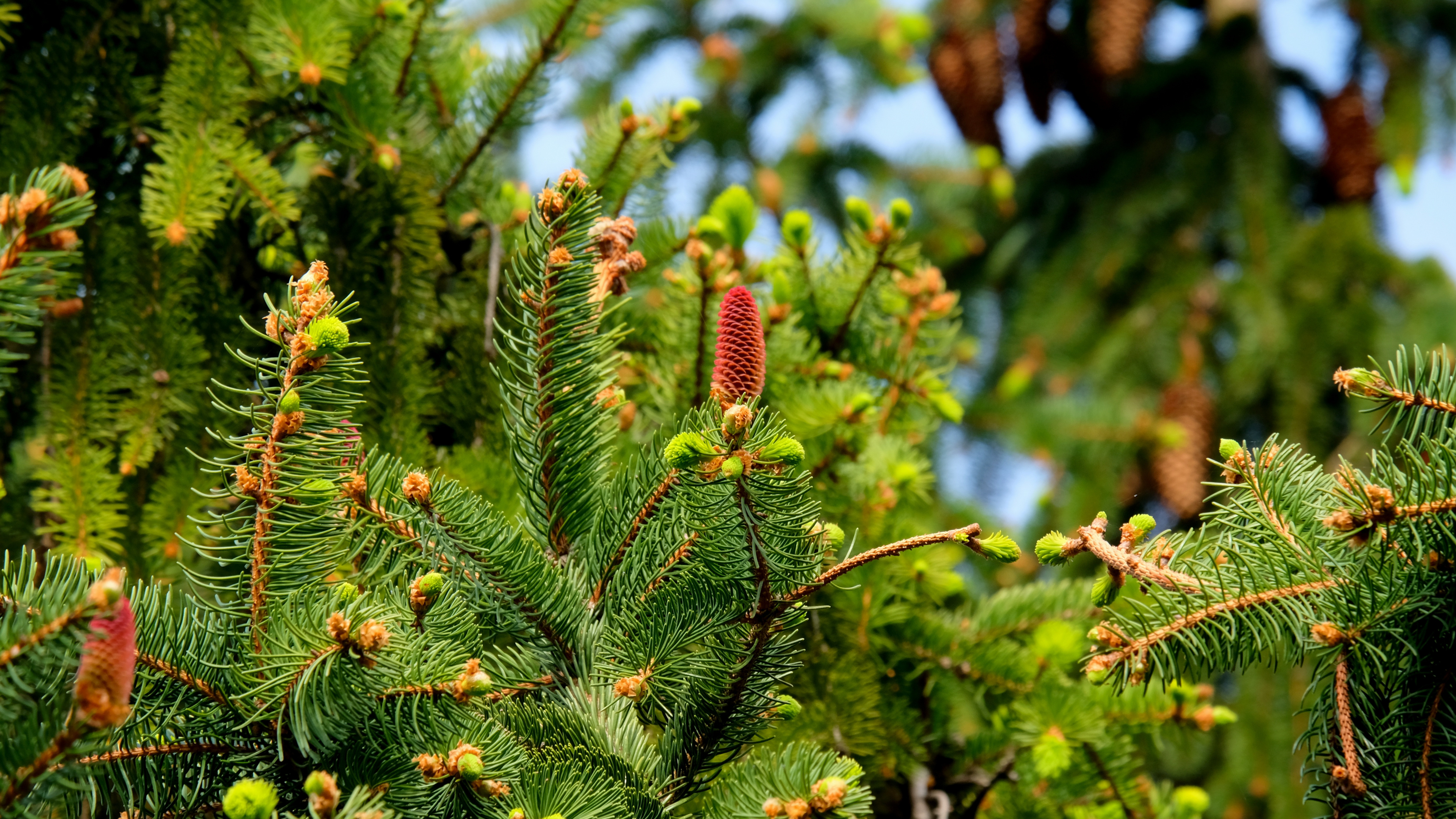 Green and Brown Plant During Daytime. Wallpaper in 3840x2160 Resolution