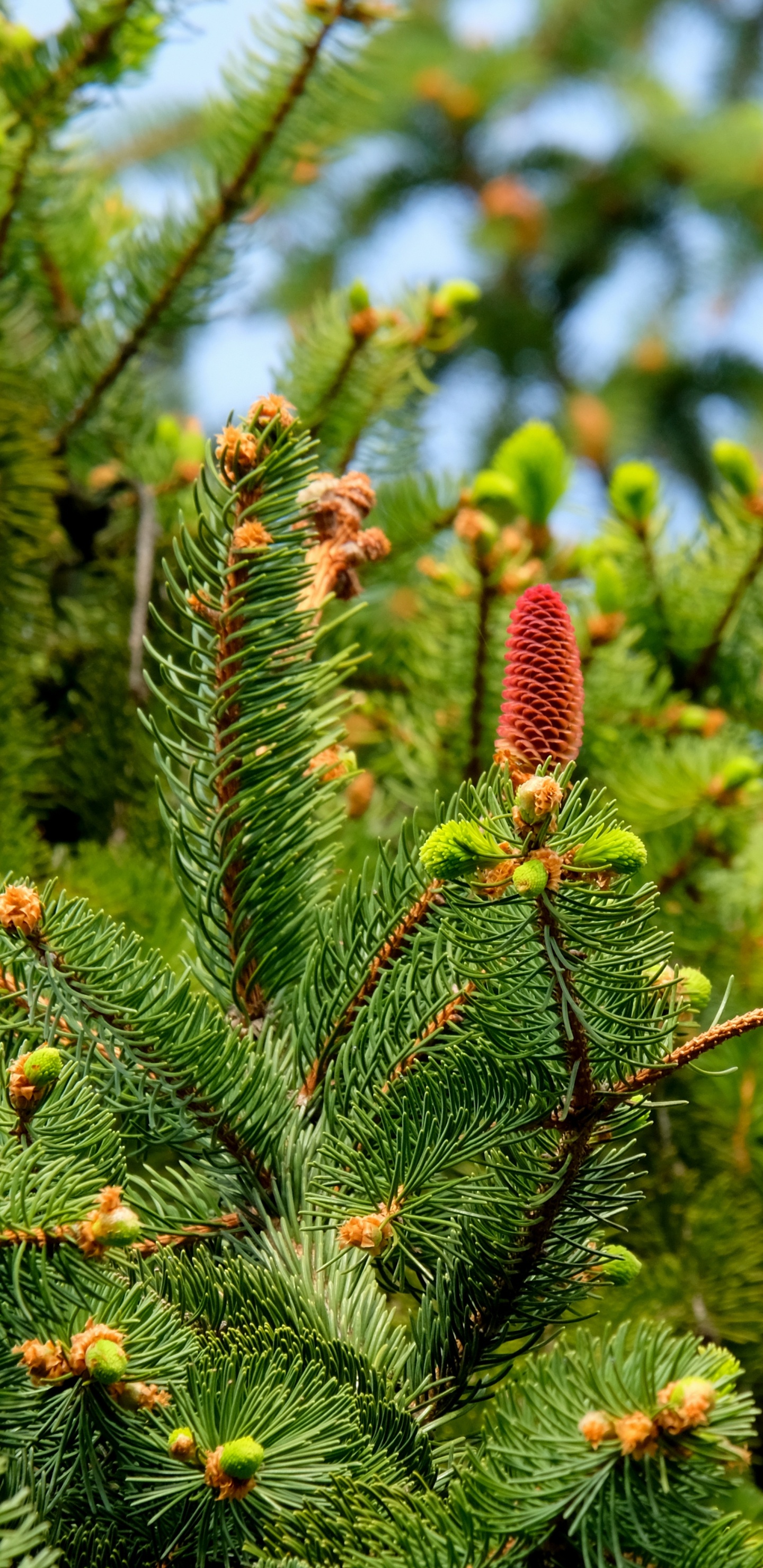 Plante Verte et Brune Pendant la Journée. Wallpaper in 1440x2960 Resolution