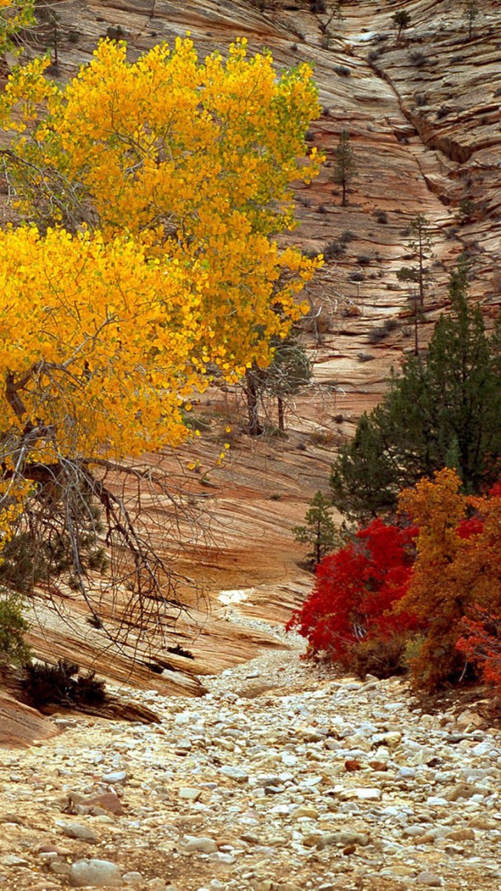 Yellow and Brown Trees During Daytime. Wallpaper in 720x1280 Resolution