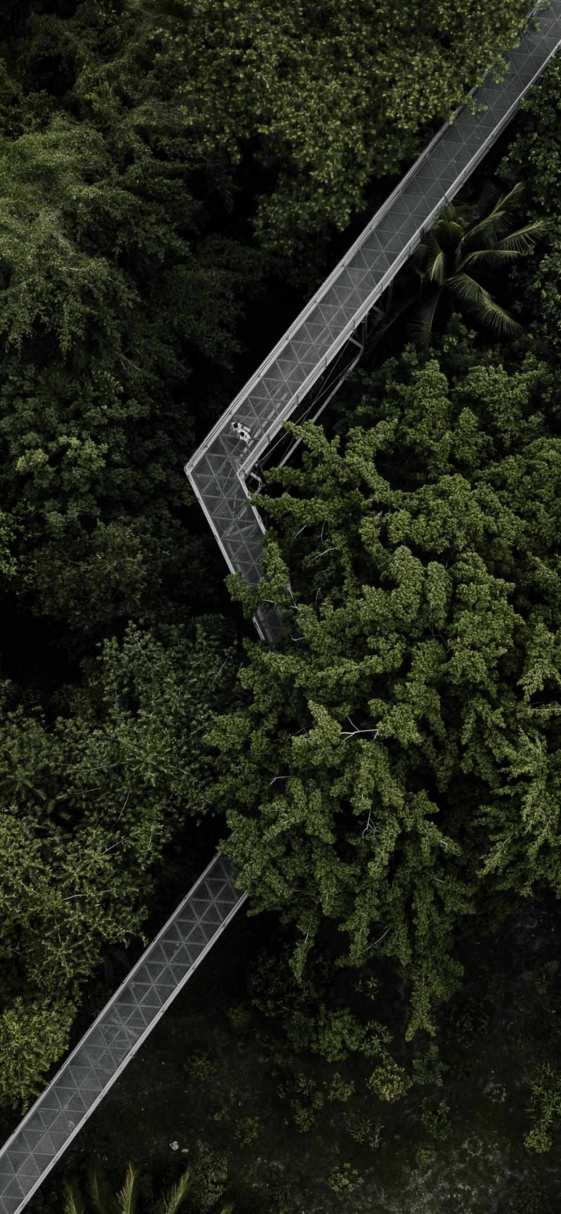 M-tree, Landscape, Biome, Natural Environment, Vegetation. Wallpaper in 1125x2436 Resolution