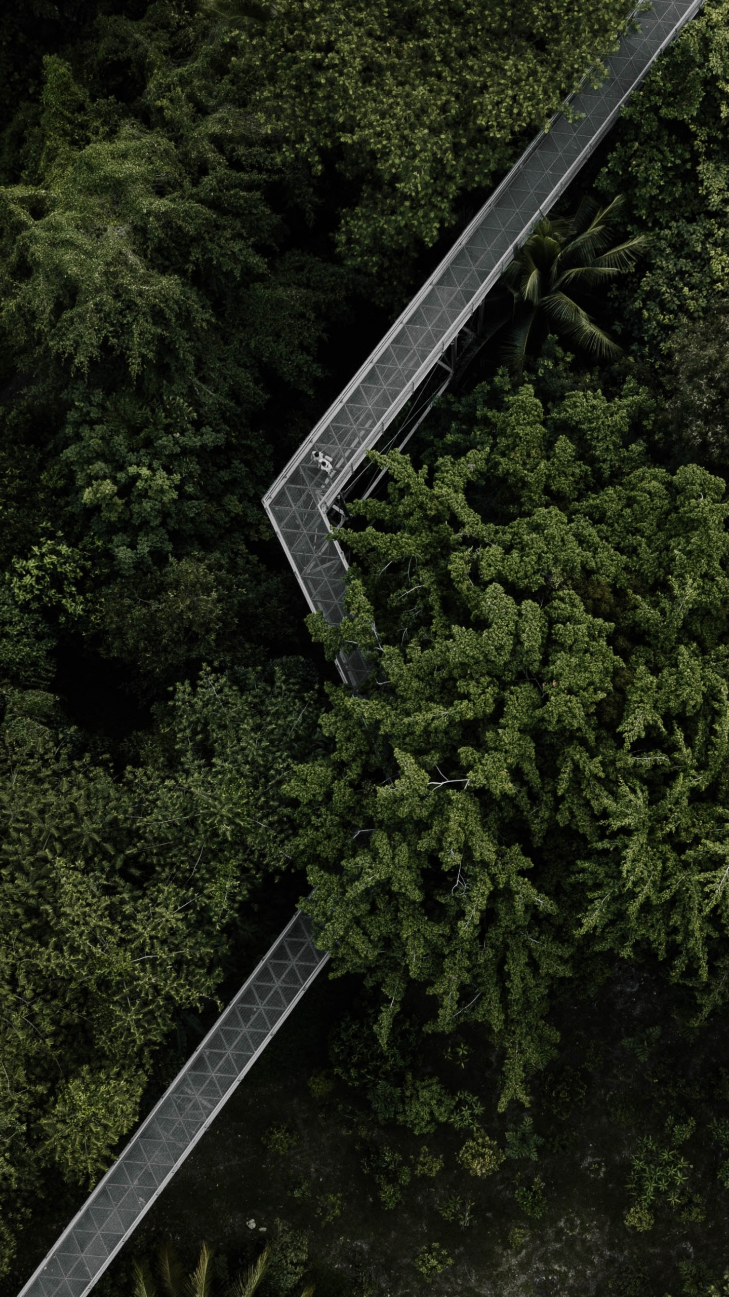 M-Baum, Biome, Natürlichen Umgebung, Vegetation, Wald. Wallpaper in 1440x2560 Resolution