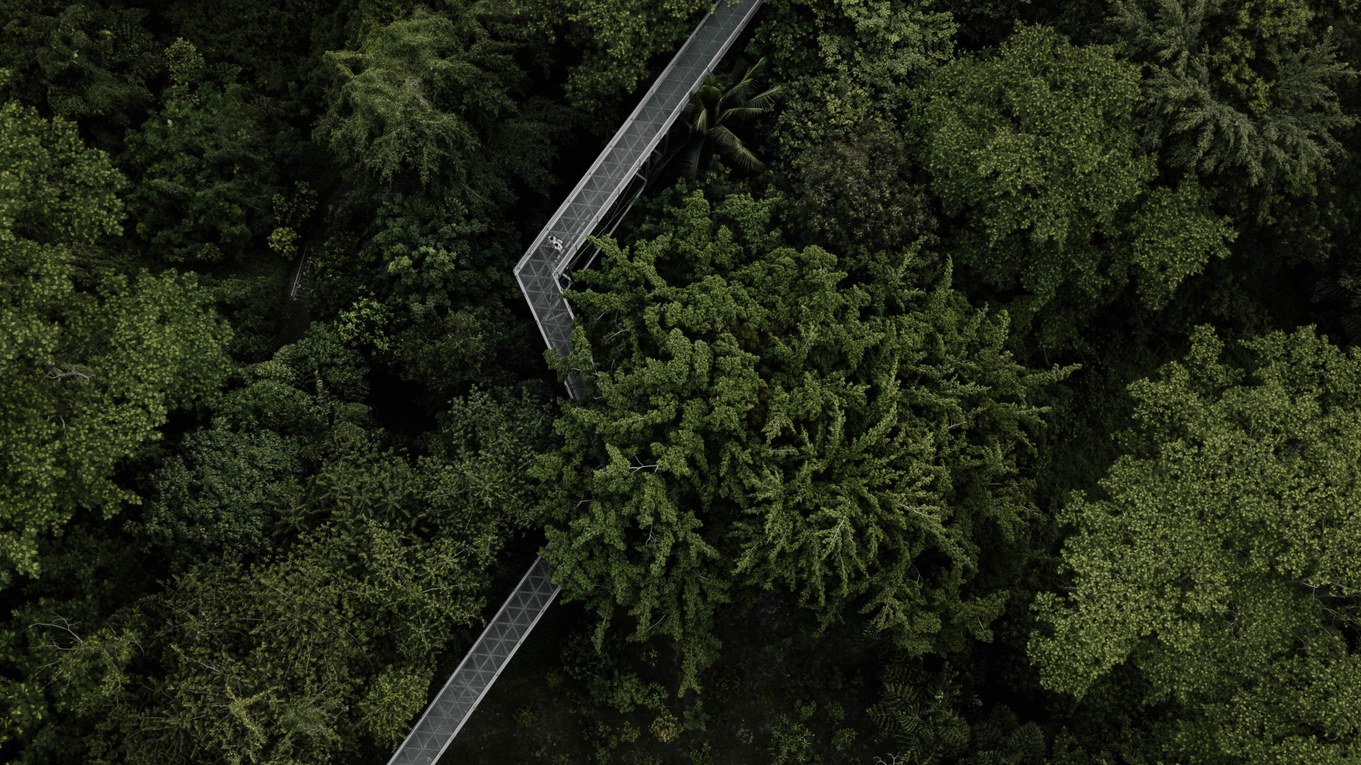 M-Baum, Biome, Natürlichen Umgebung, Vegetation, Wald. Wallpaper in 1920x1080 Resolution