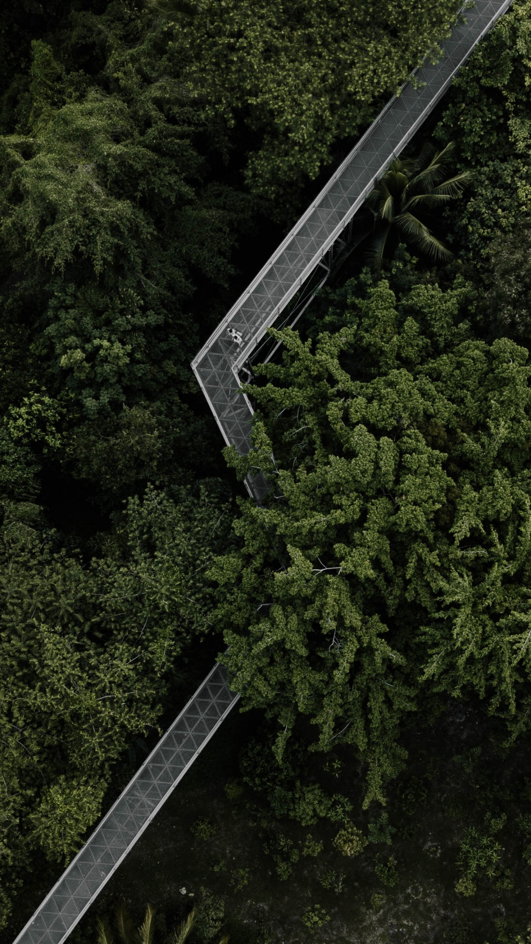 M树, 生物群落, 自然环境, 植被, 森林 壁纸 1080x1920 允许