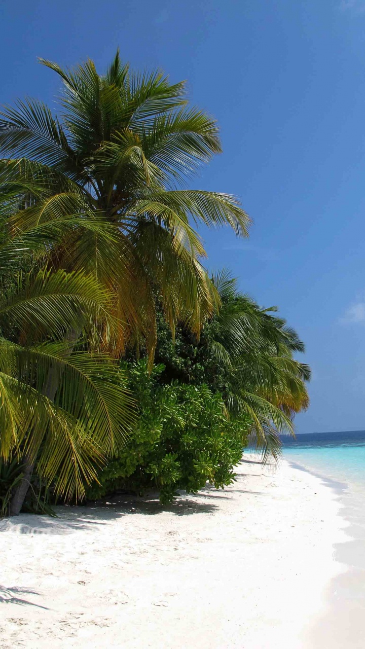 度假村, 热带地区, 加勒比, 大海, 别墅 壁纸 720x1280 允许