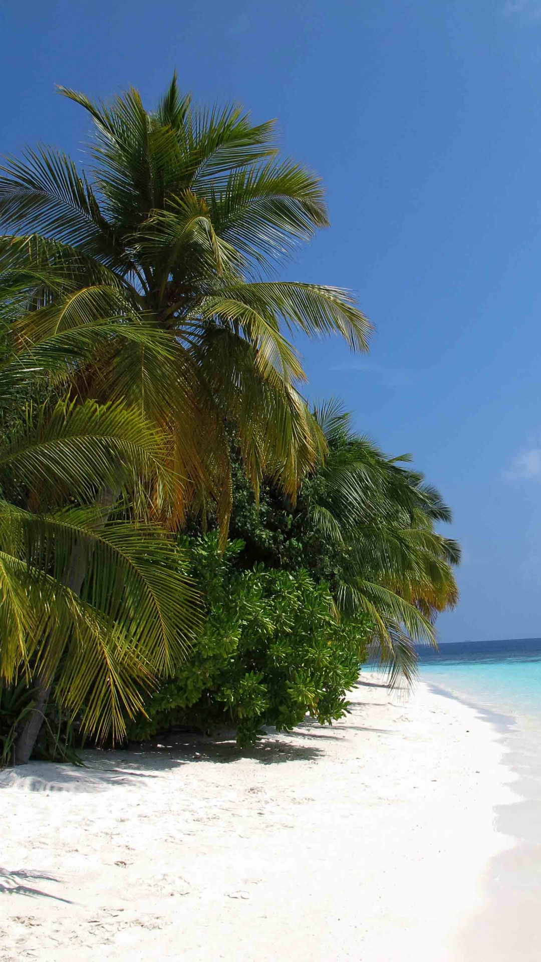 Green Palm Tree on White Sand Beach During Daytime. Wallpaper in 1080x1920 Resolution