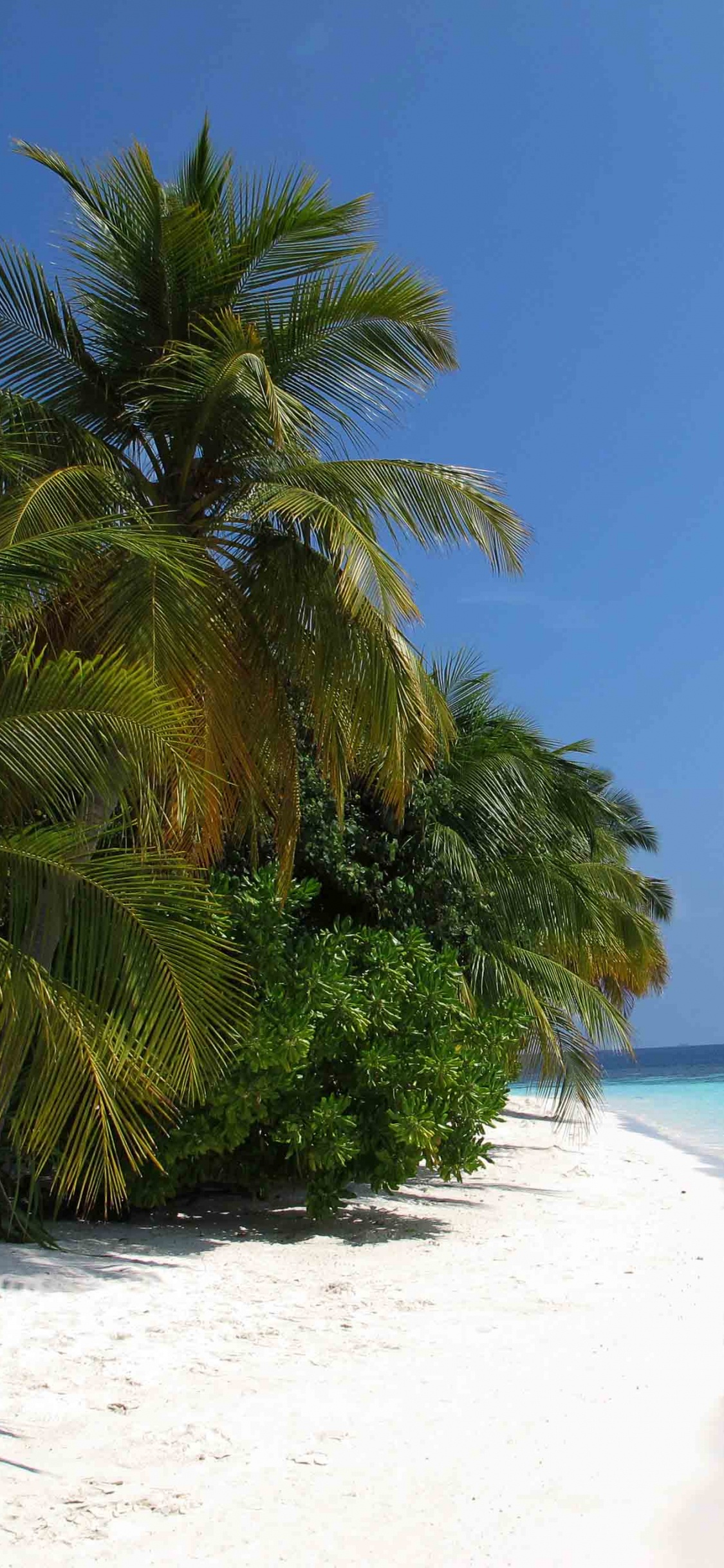 Green Palm Tree on White Sand Beach During Daytime. Wallpaper in 1125x2436 Resolution