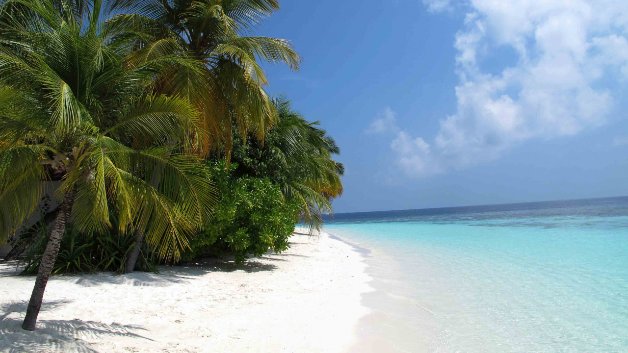 Green Palm Tree on White Sand Beach During Daytime. Wallpaper in 1280x720 Resolution