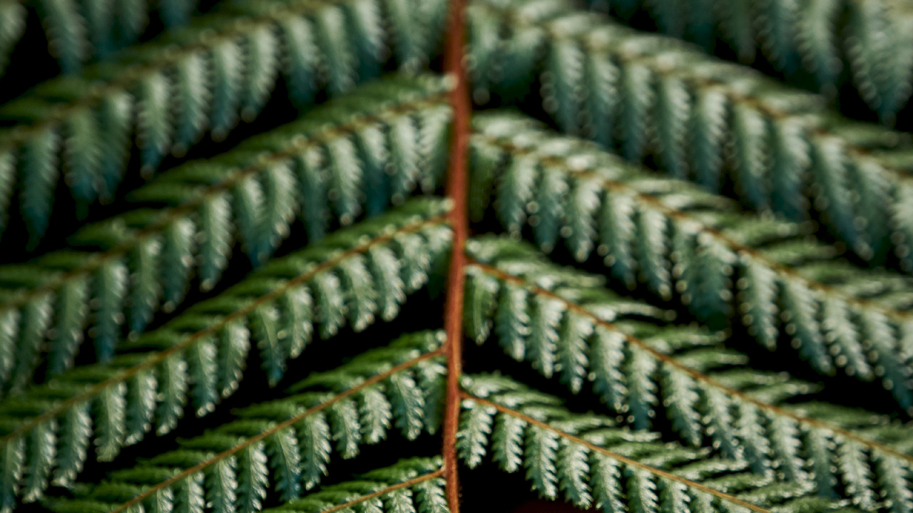 Fern, Green, Pattern, Plant, Terrestrial Plant. Wallpaper in 1280x720 Resolution