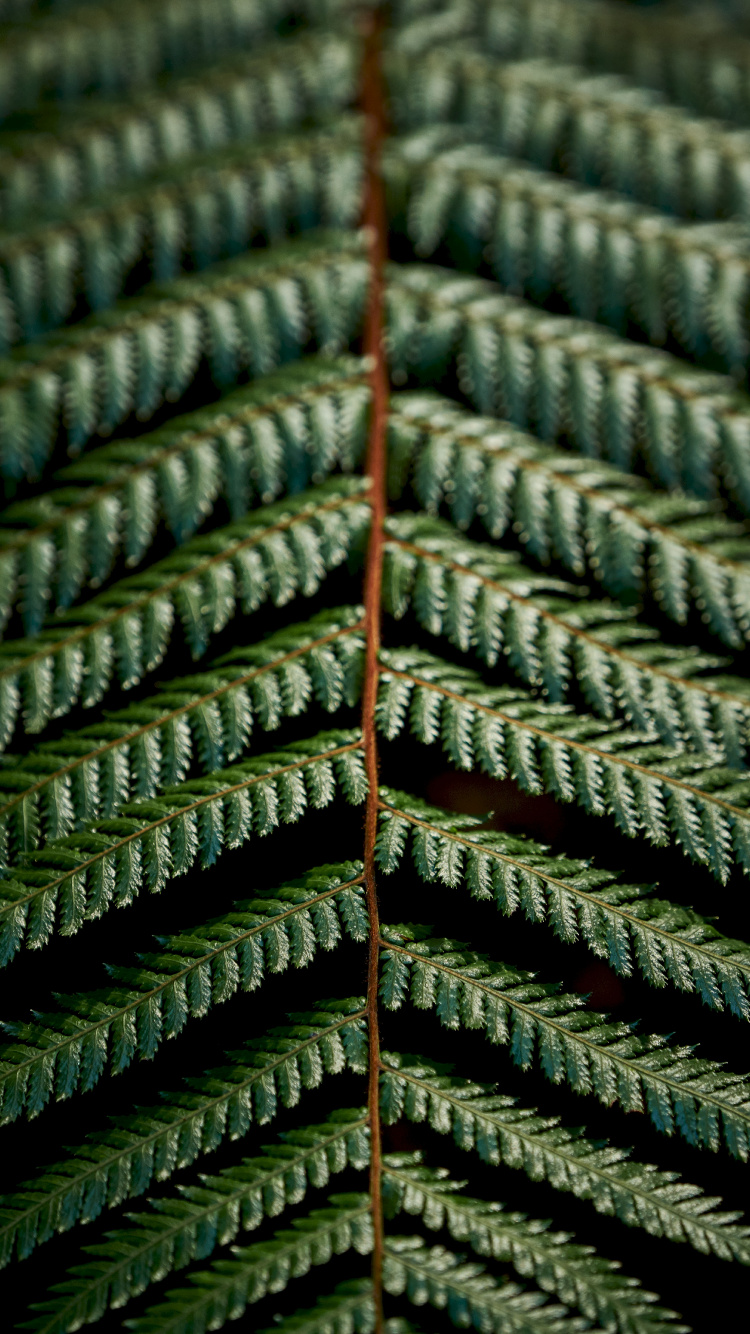 Helecho, Verde, Patrón, Planta Terrestre, Colorado Abeto. Wallpaper in 750x1334 Resolution