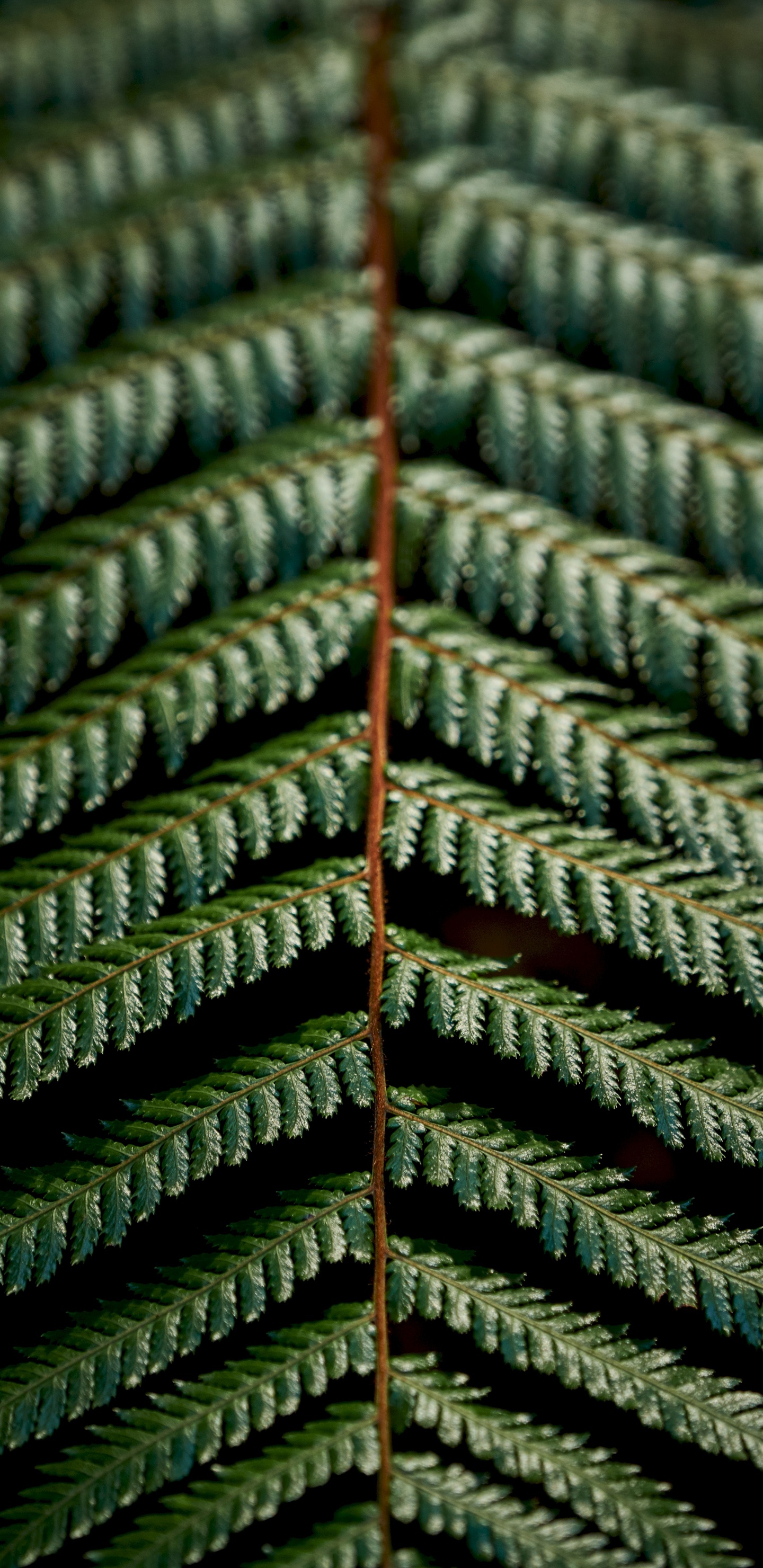 Fougère, Green, Plante Terrestre, Épinette du Colorado, Canadienne Sapin. Wallpaper in 1440x2960 Resolution