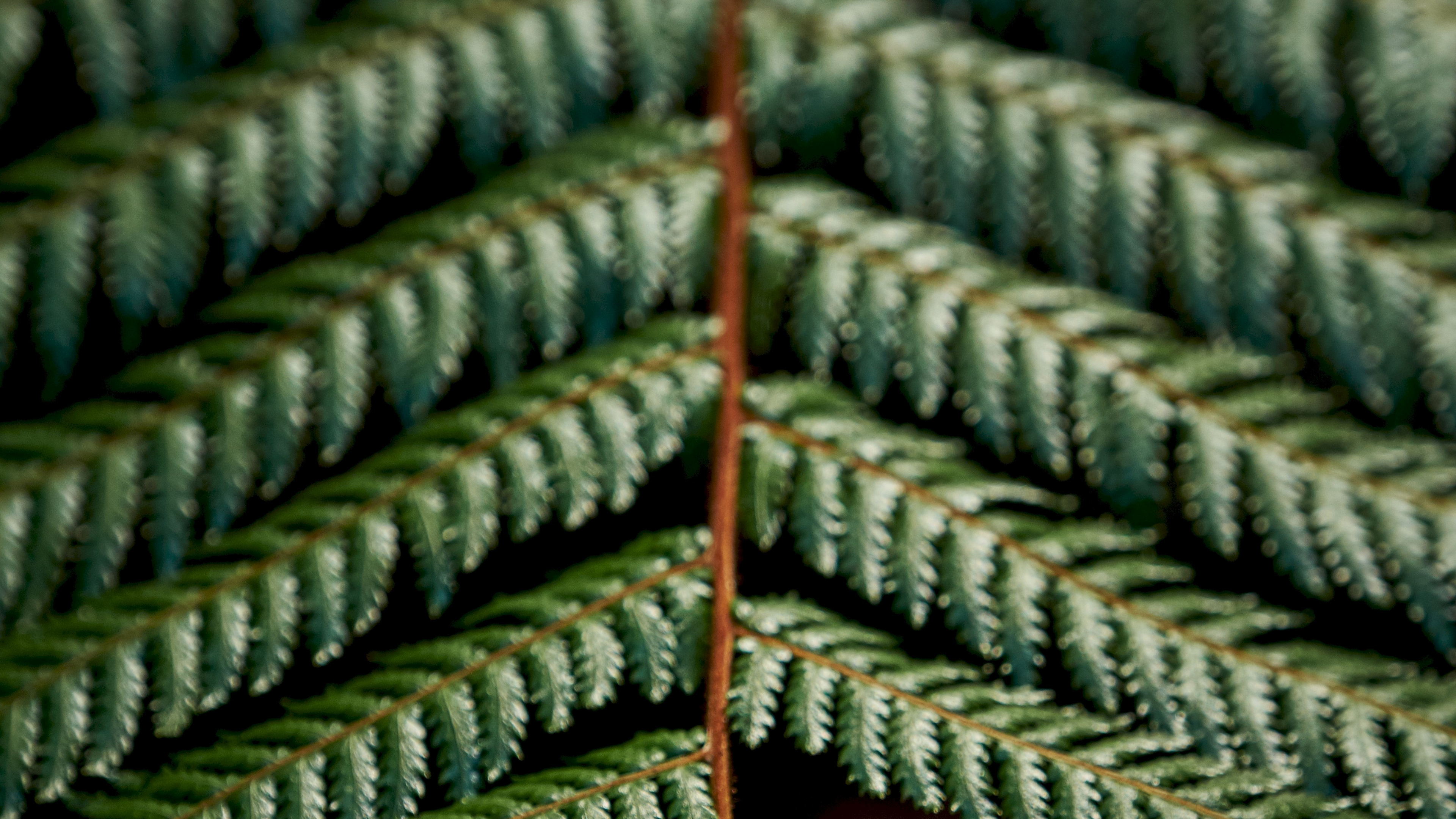 Fougère, Green, Plante Terrestre, Épinette du Colorado, Canadienne Sapin. Wallpaper in 3840x2160 Resolution