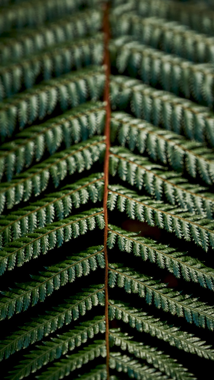 Fougère, Green, Plante Terrestre, Épinette du Colorado, Canadienne Sapin. Wallpaper in 720x1280 Resolution