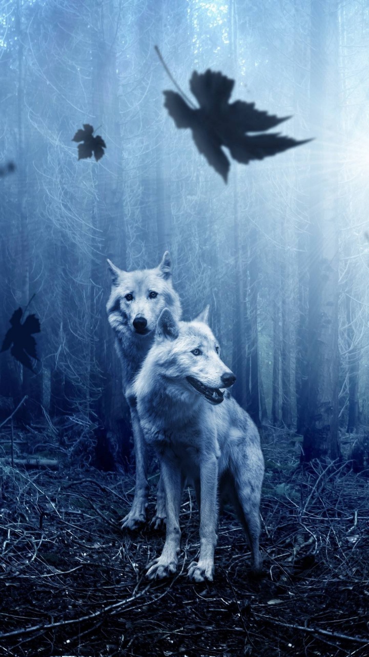 Wolf, Hund, Atmosphäre, Natur, Hunderasse. Wallpaper in 720x1280 Resolution