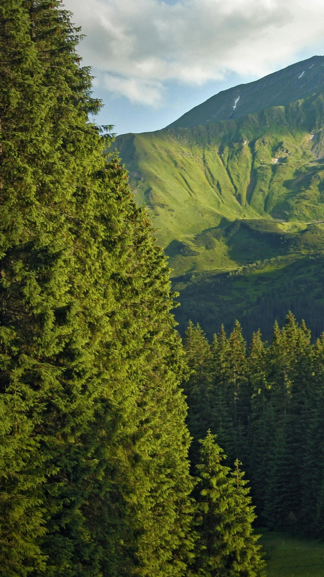 Tagsüber Grüne Pinien in Der Nähe Des Berges. Wallpaper in 1080x1920 Resolution